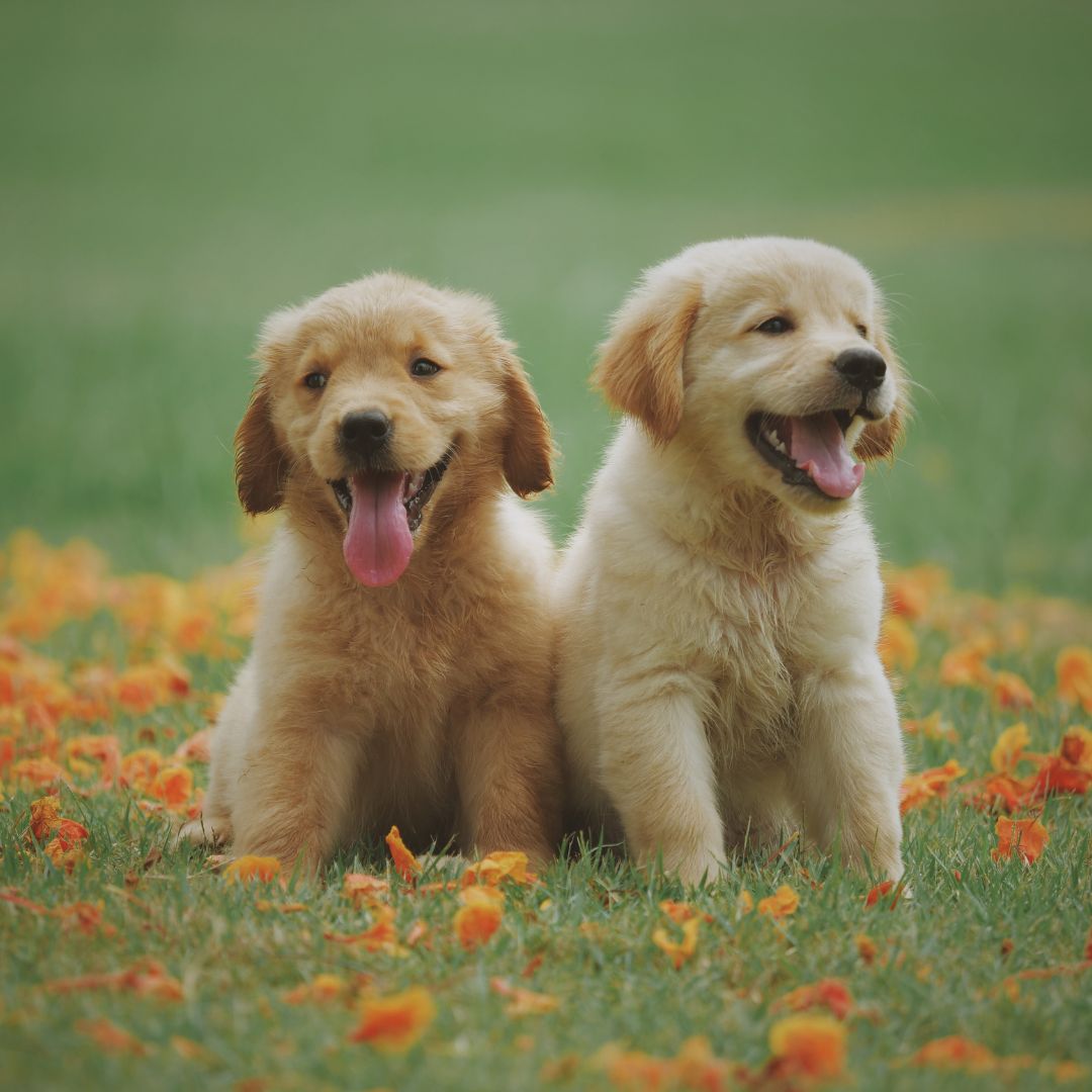 Labrador puppy