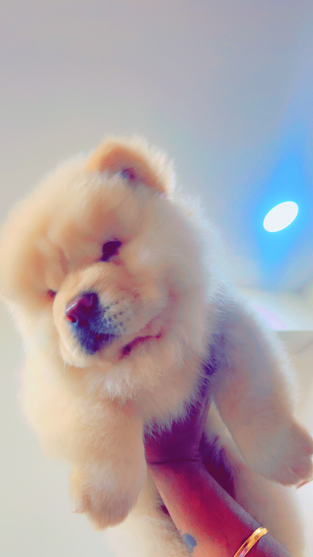 Chow chow