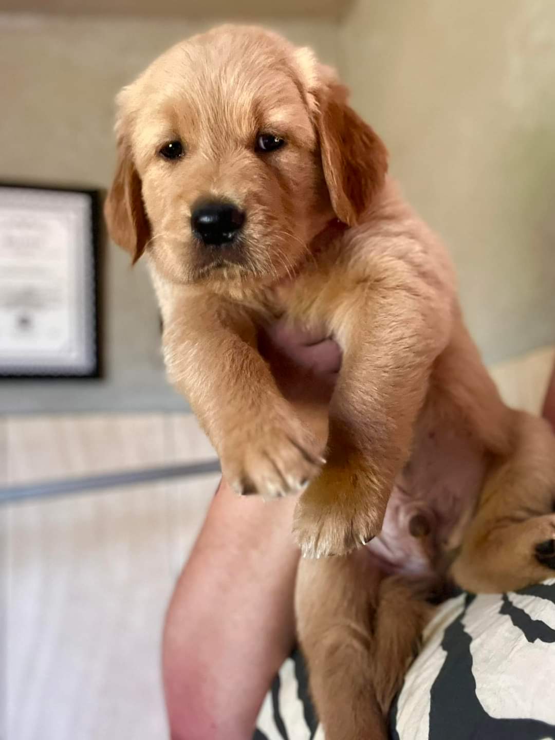 Golden retriever puppies for sale
