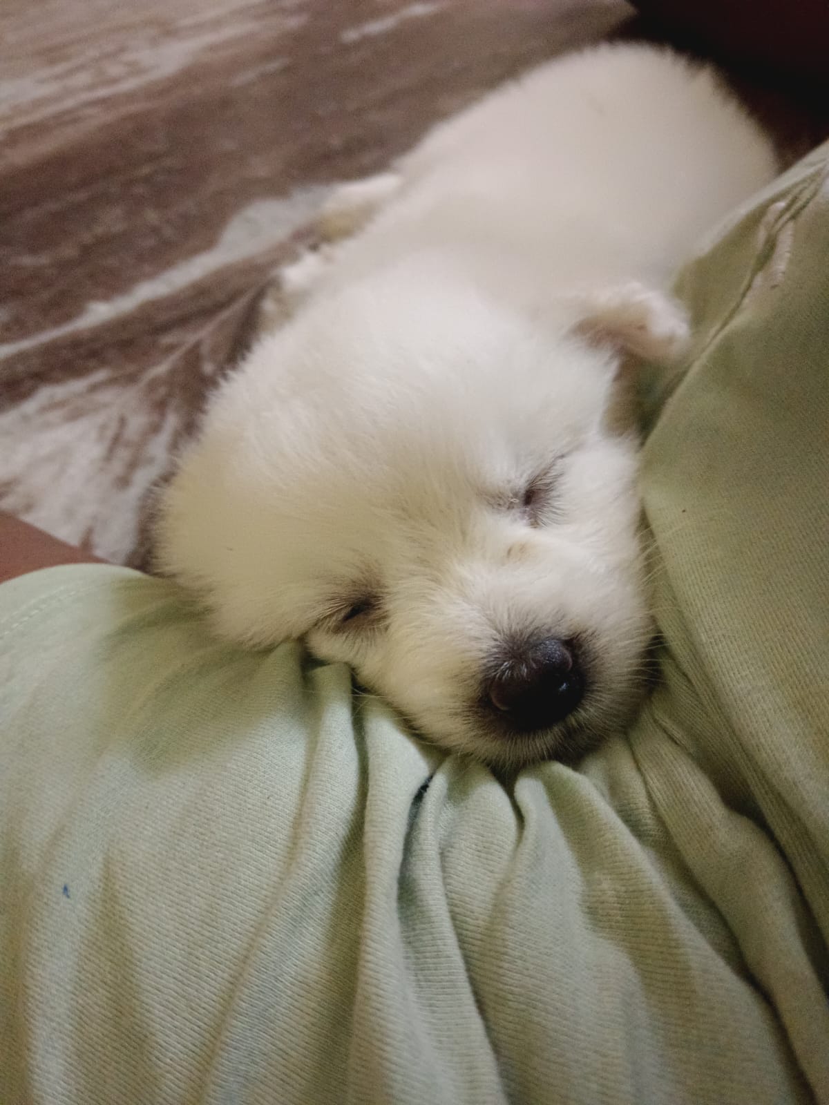 Pomerian