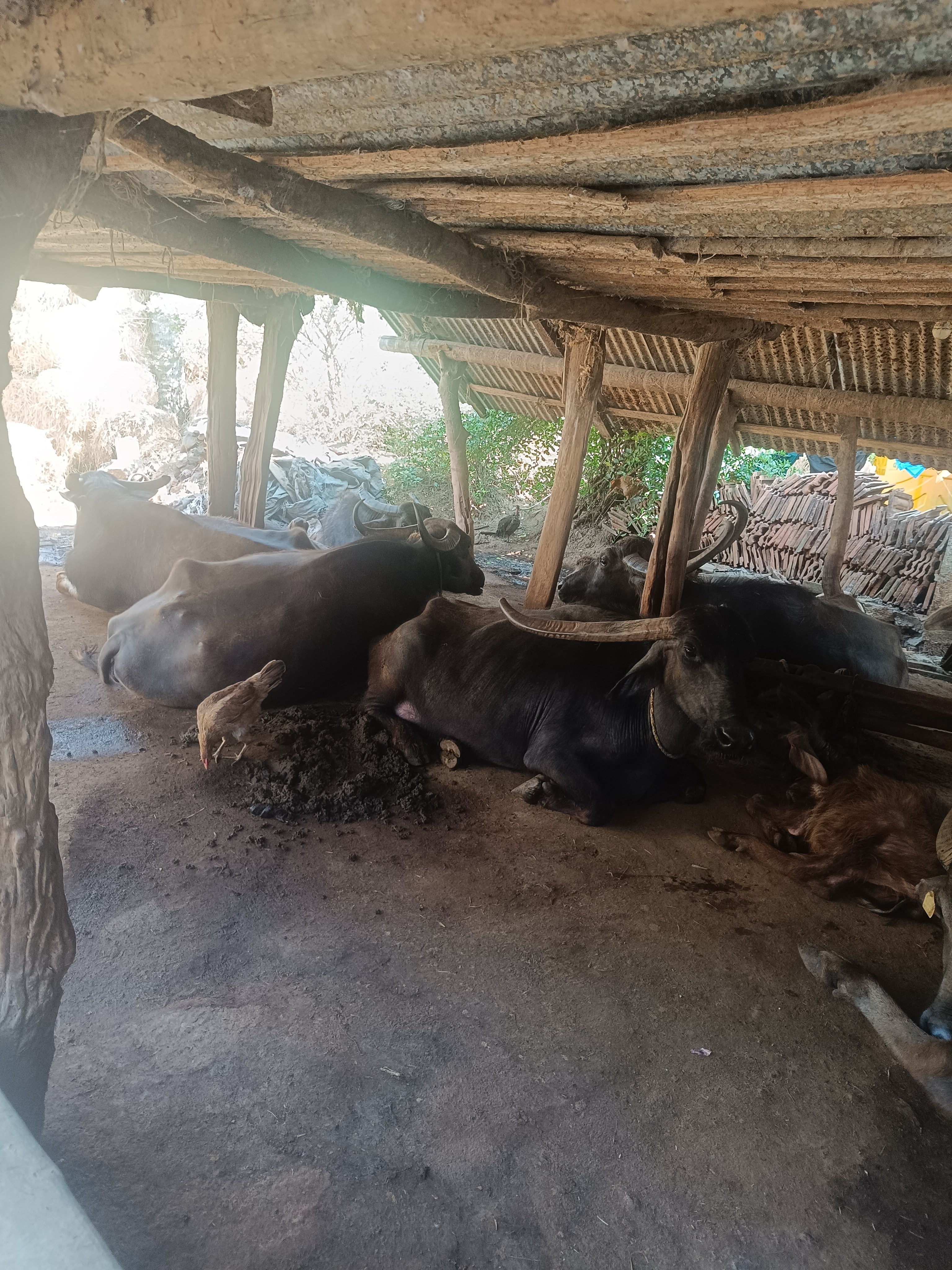 Buffalos for sale