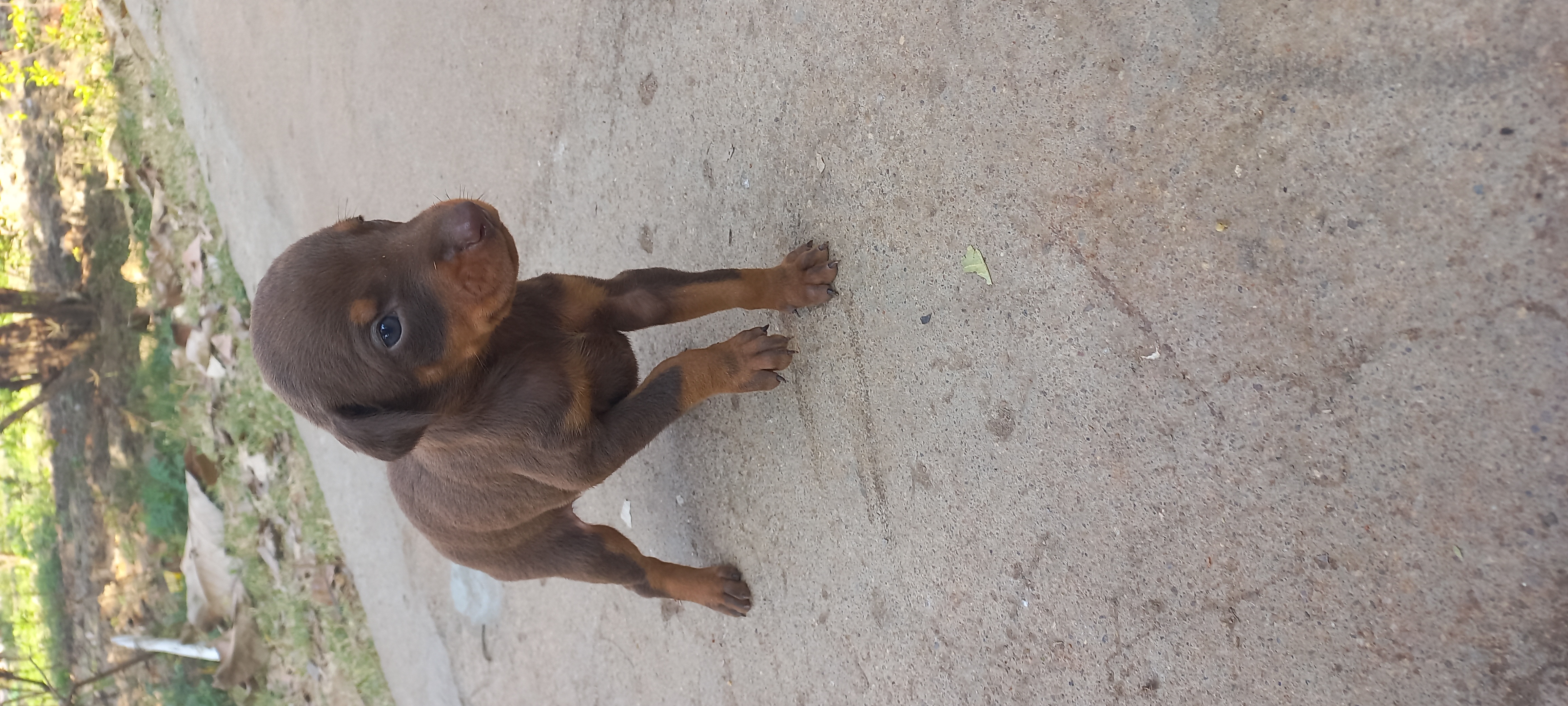 Doberman