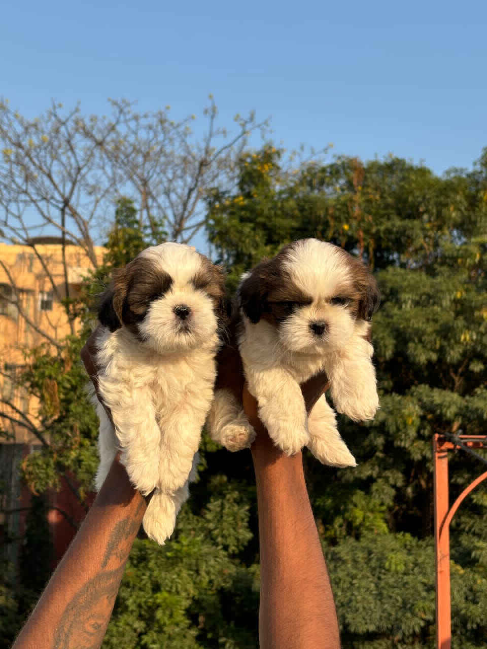 Top quality Puppies