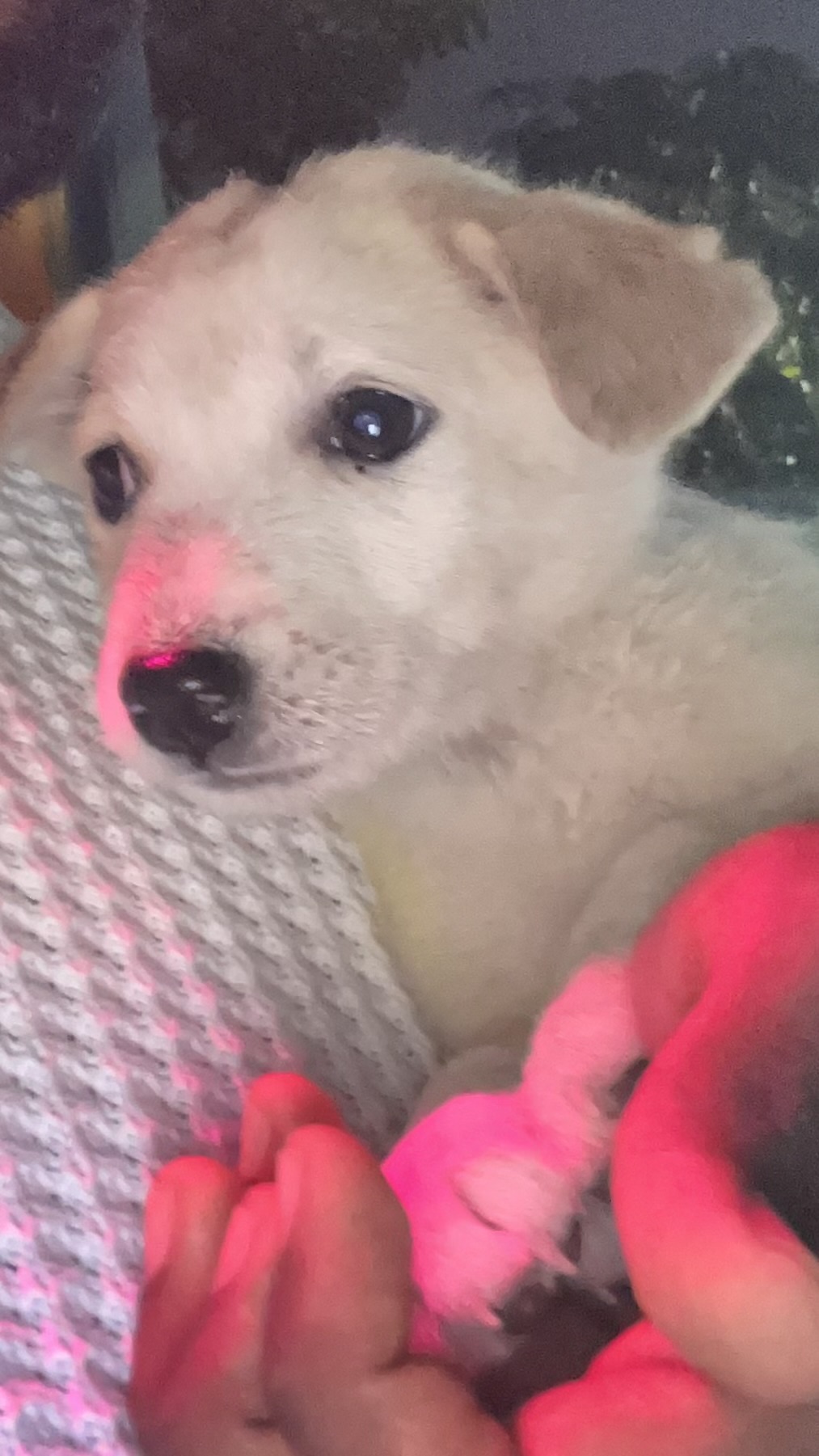 Pixel