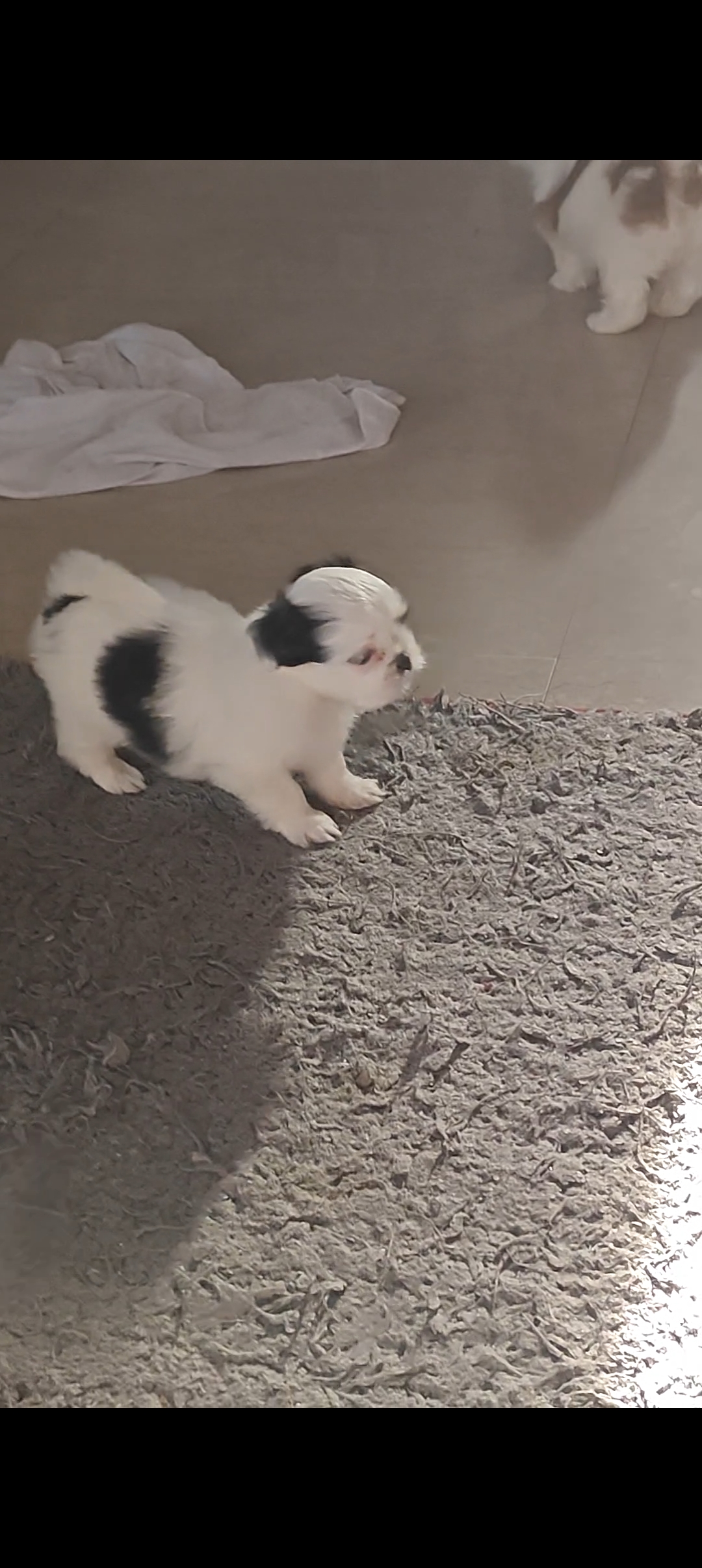 Shih Tzu