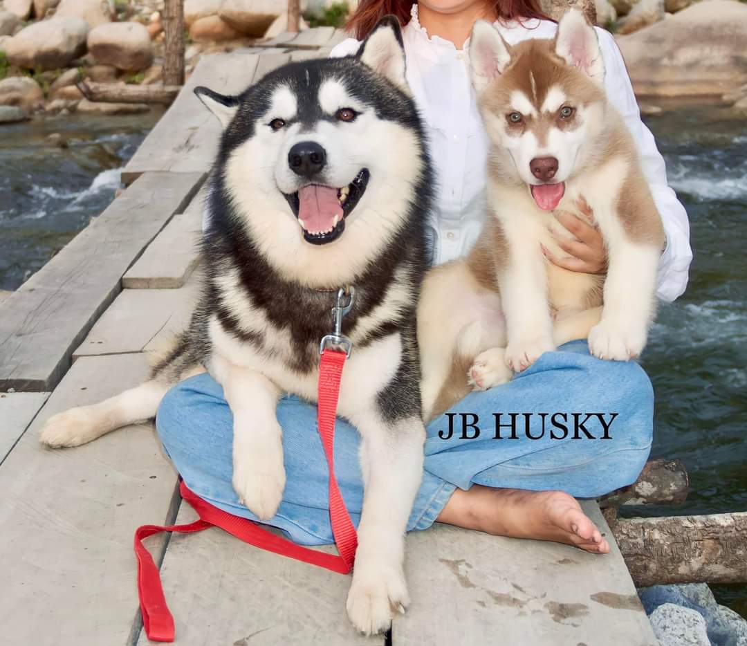 Husky puppies