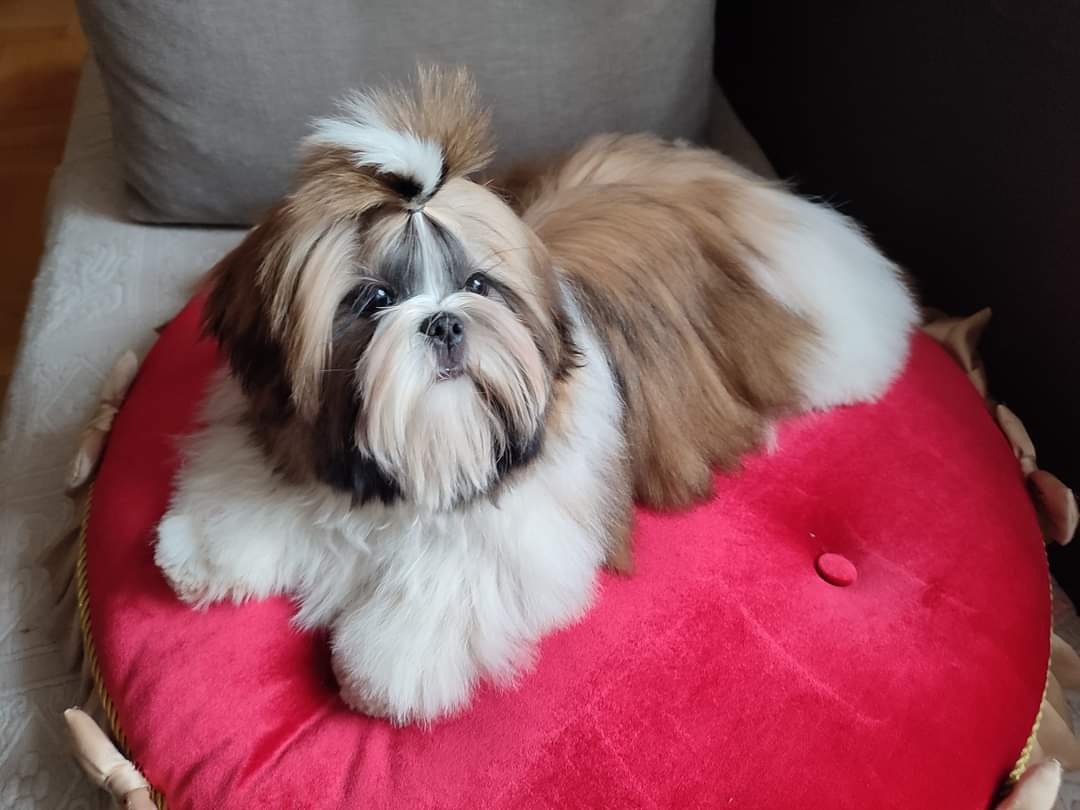 Shih Tzu puppies