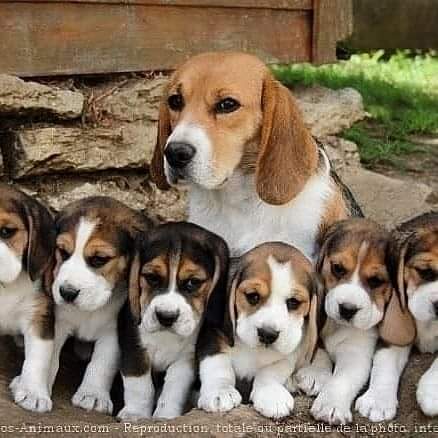 Puppy dog
