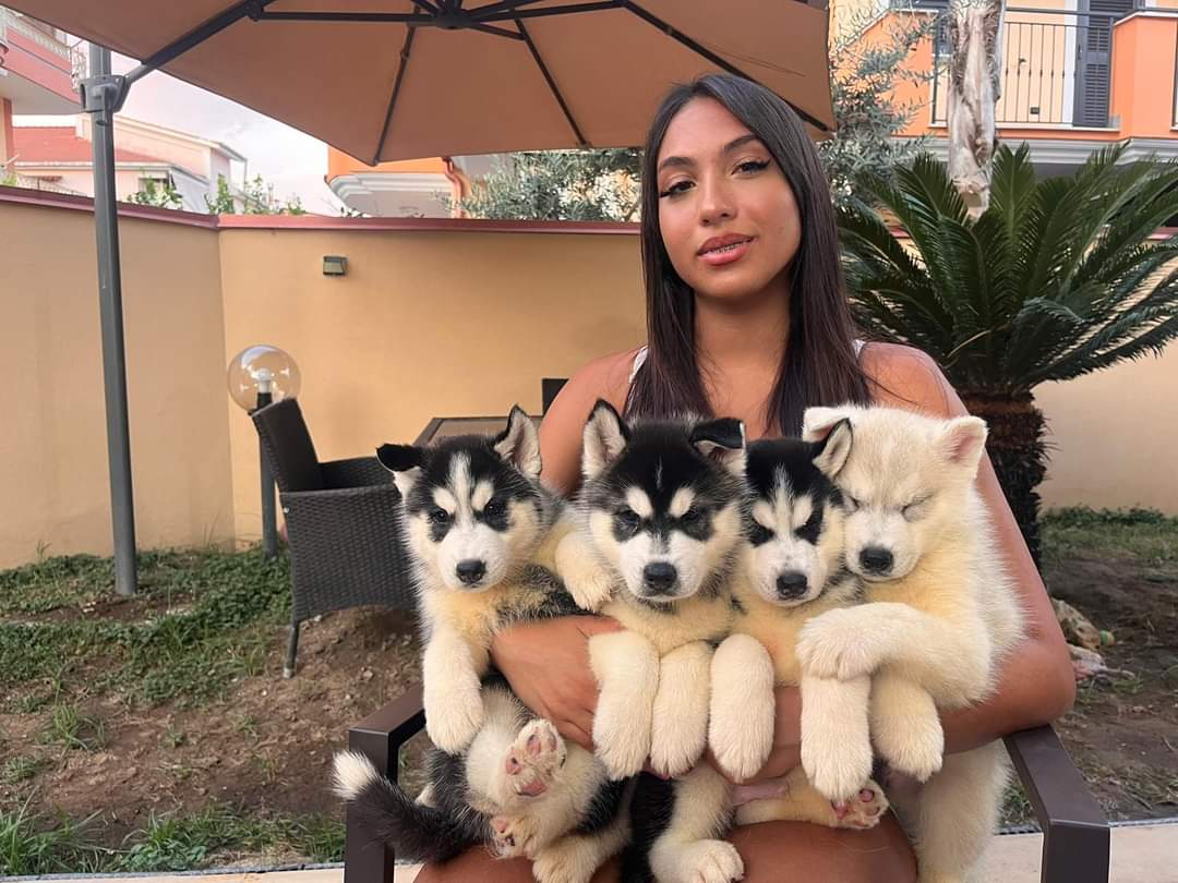 Cute puppies