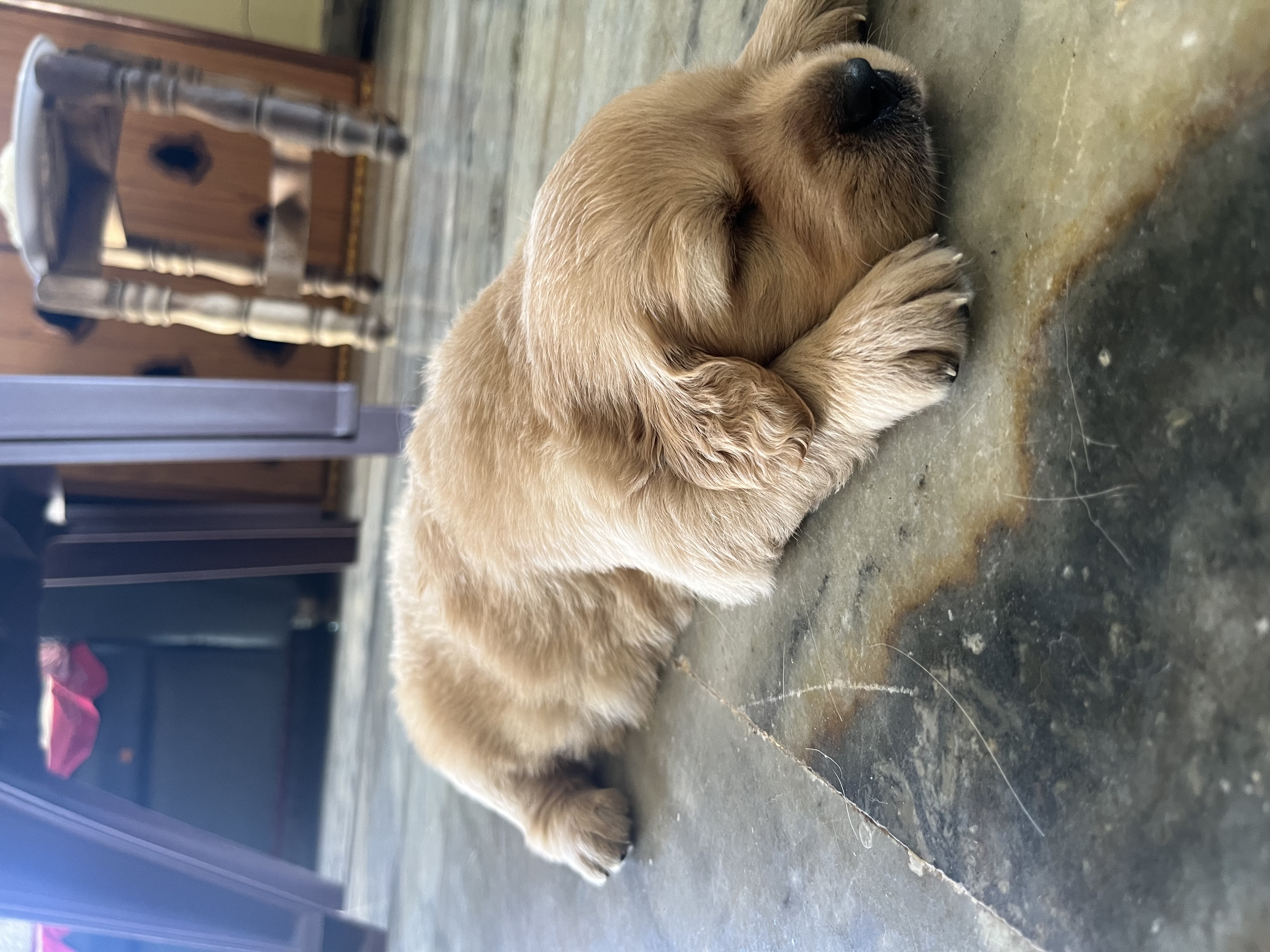 Golden retriever