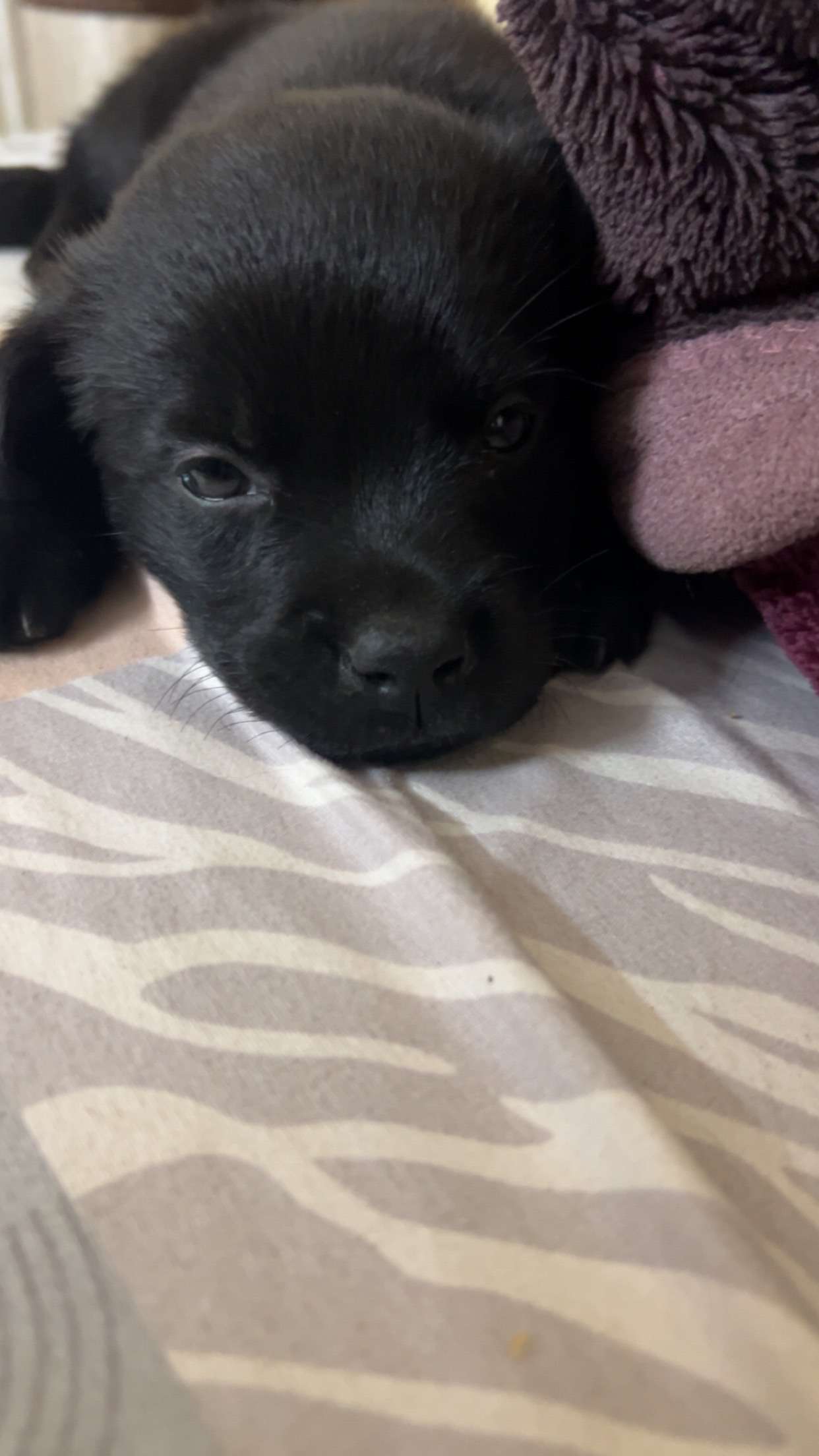 Labrador