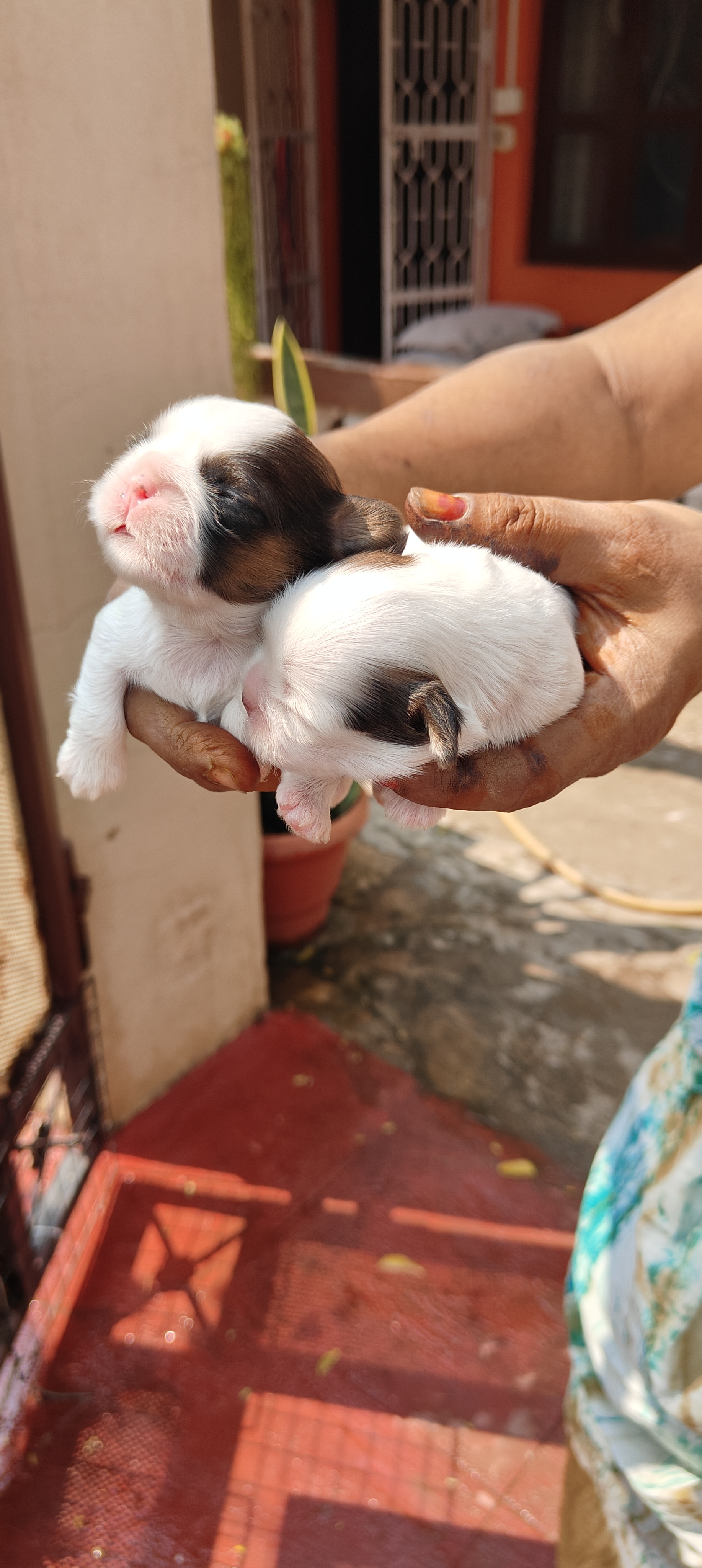 Shih tzu