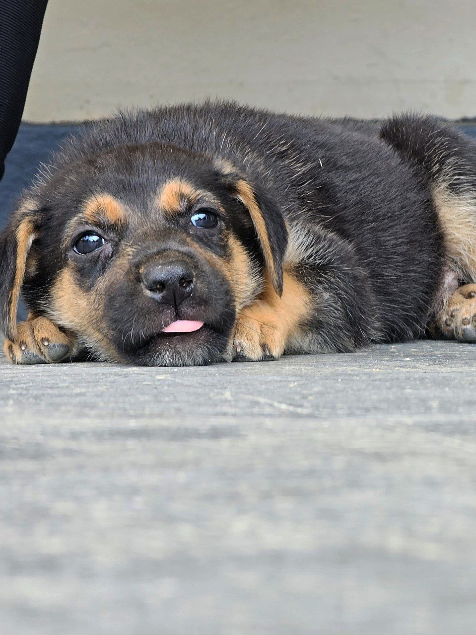 Indie puppy