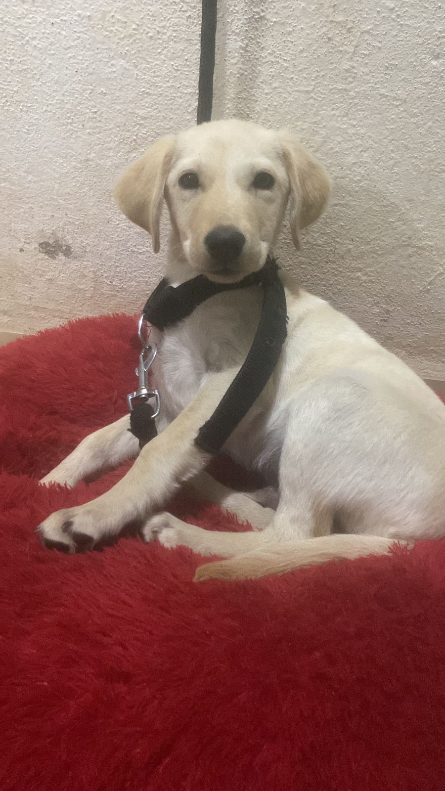 Lab dog