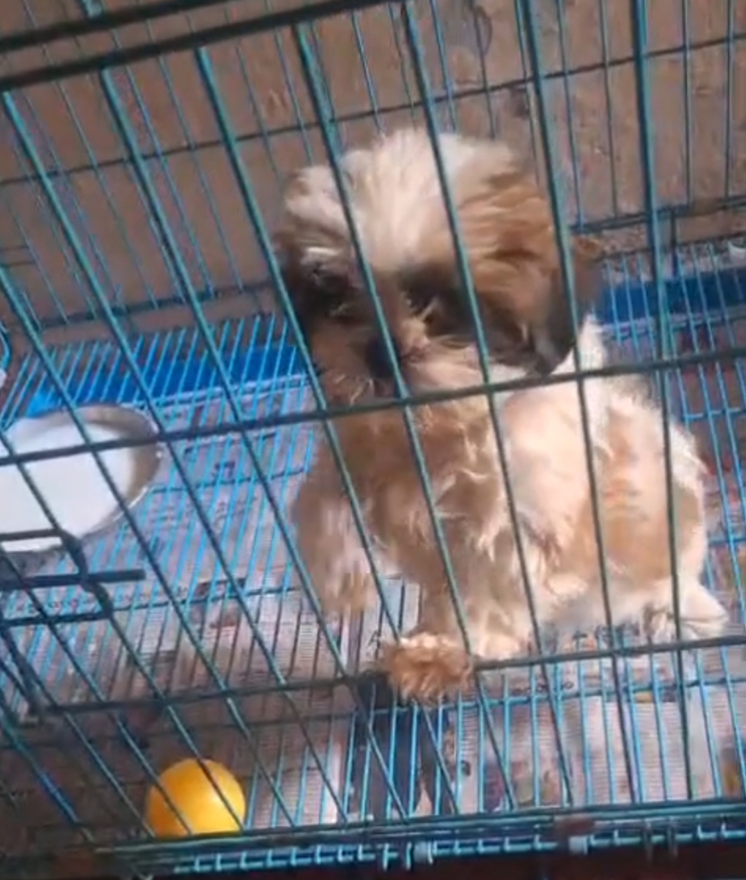 Dog for sale
