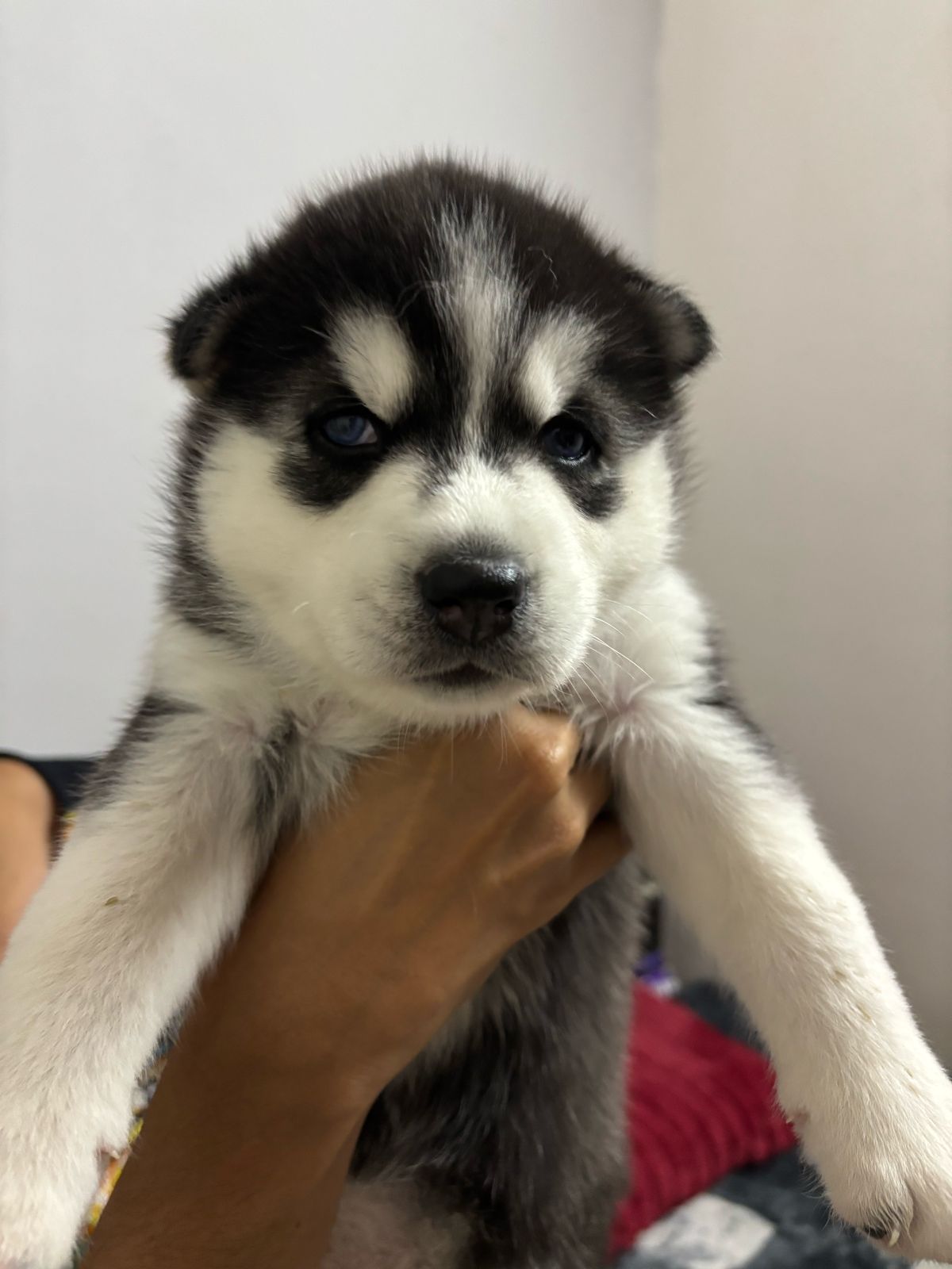 Siberian Husky