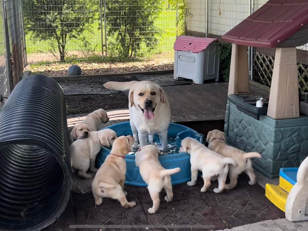Labrador puppy