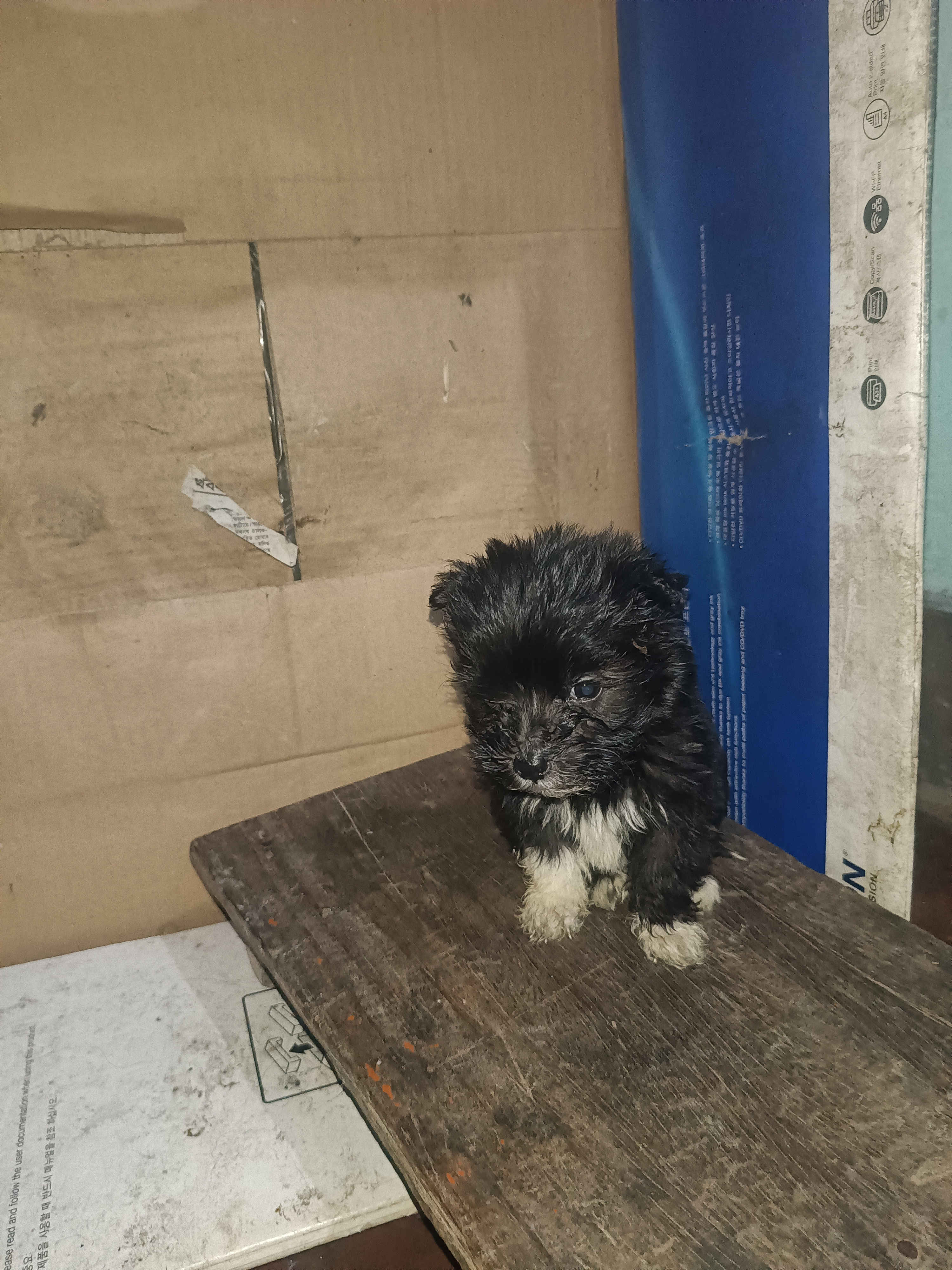 shihzu dog