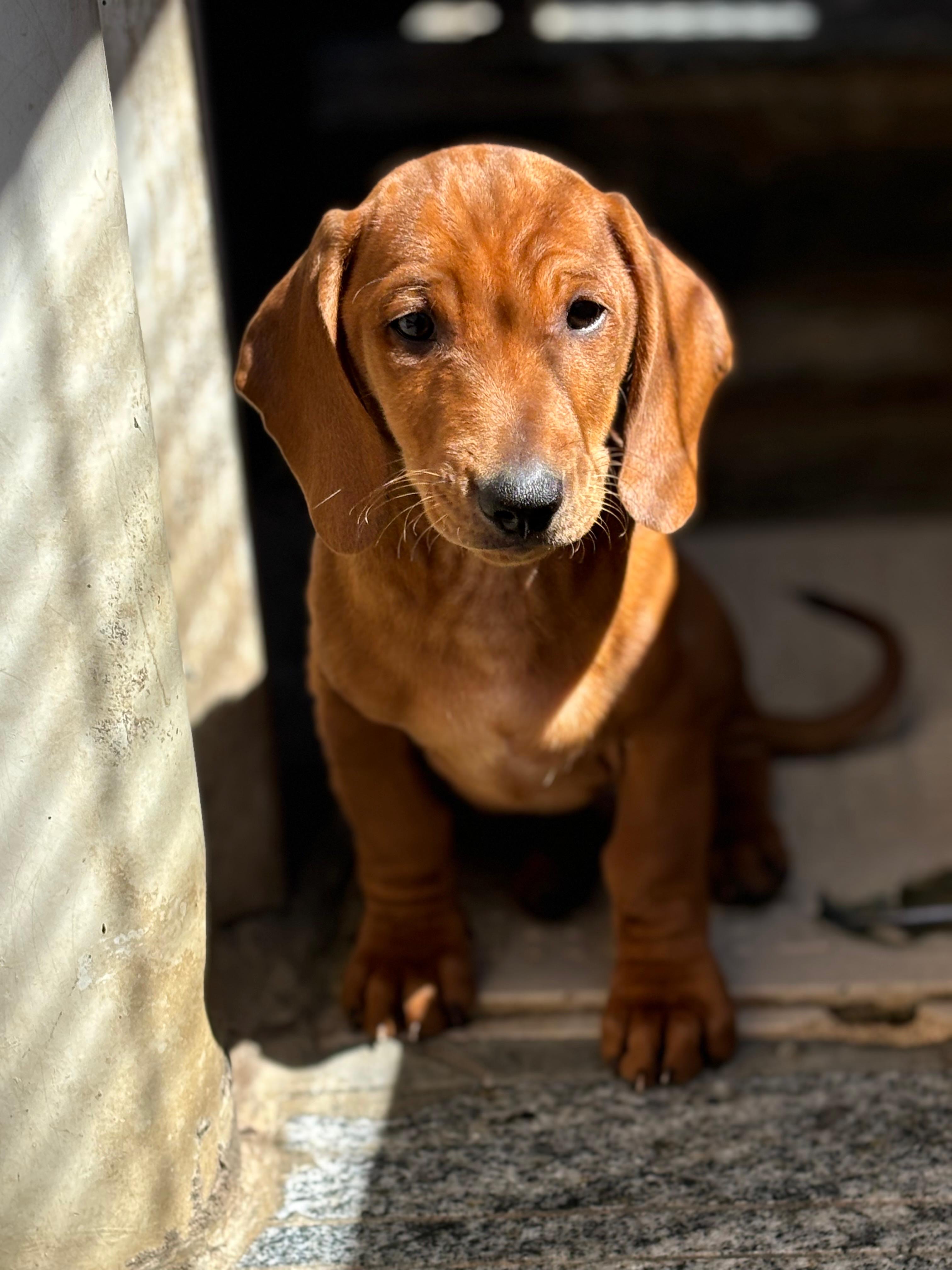 Dachshund