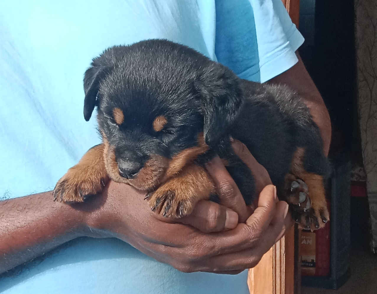 Rottweiler