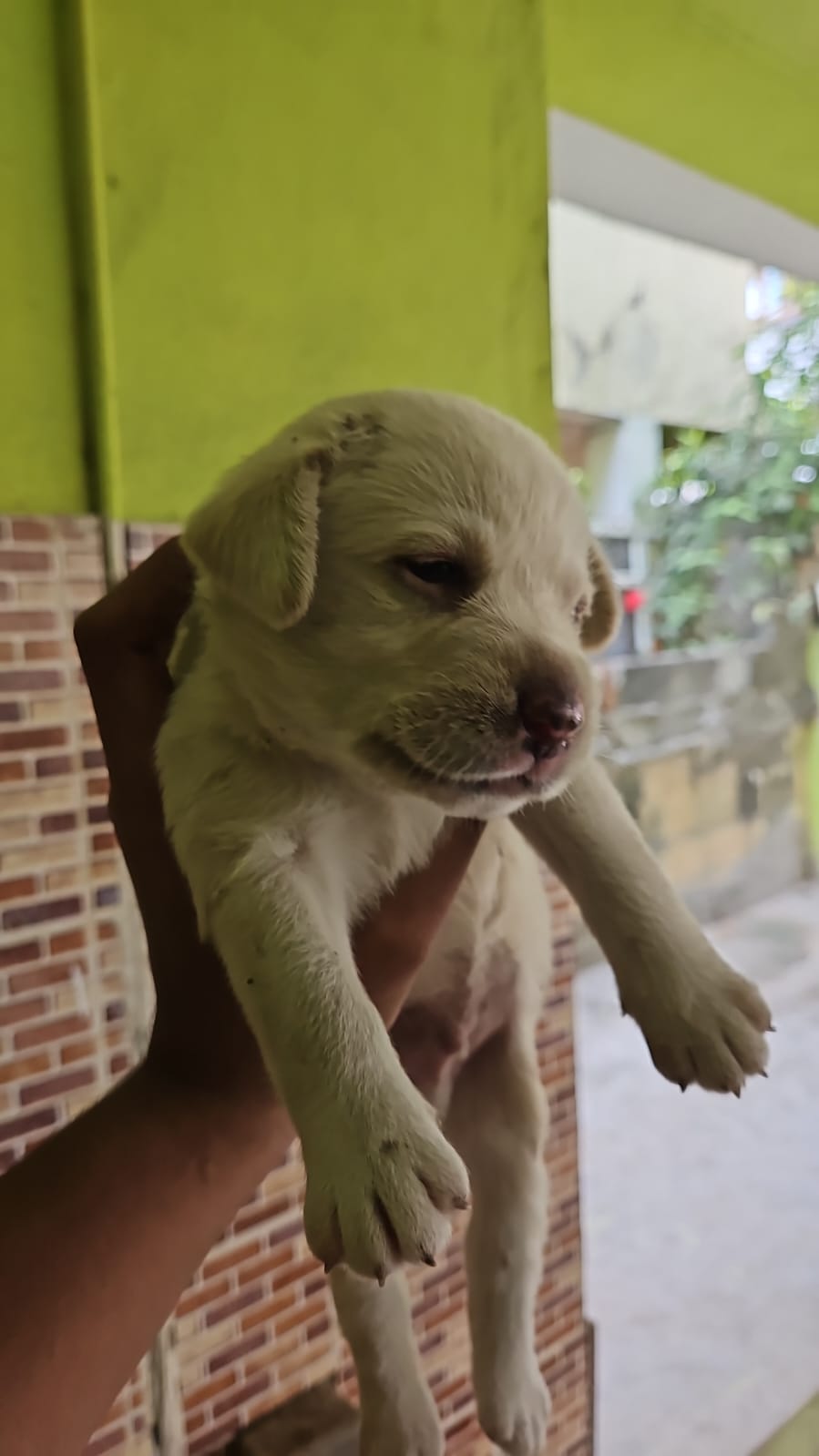 Labrador puppies