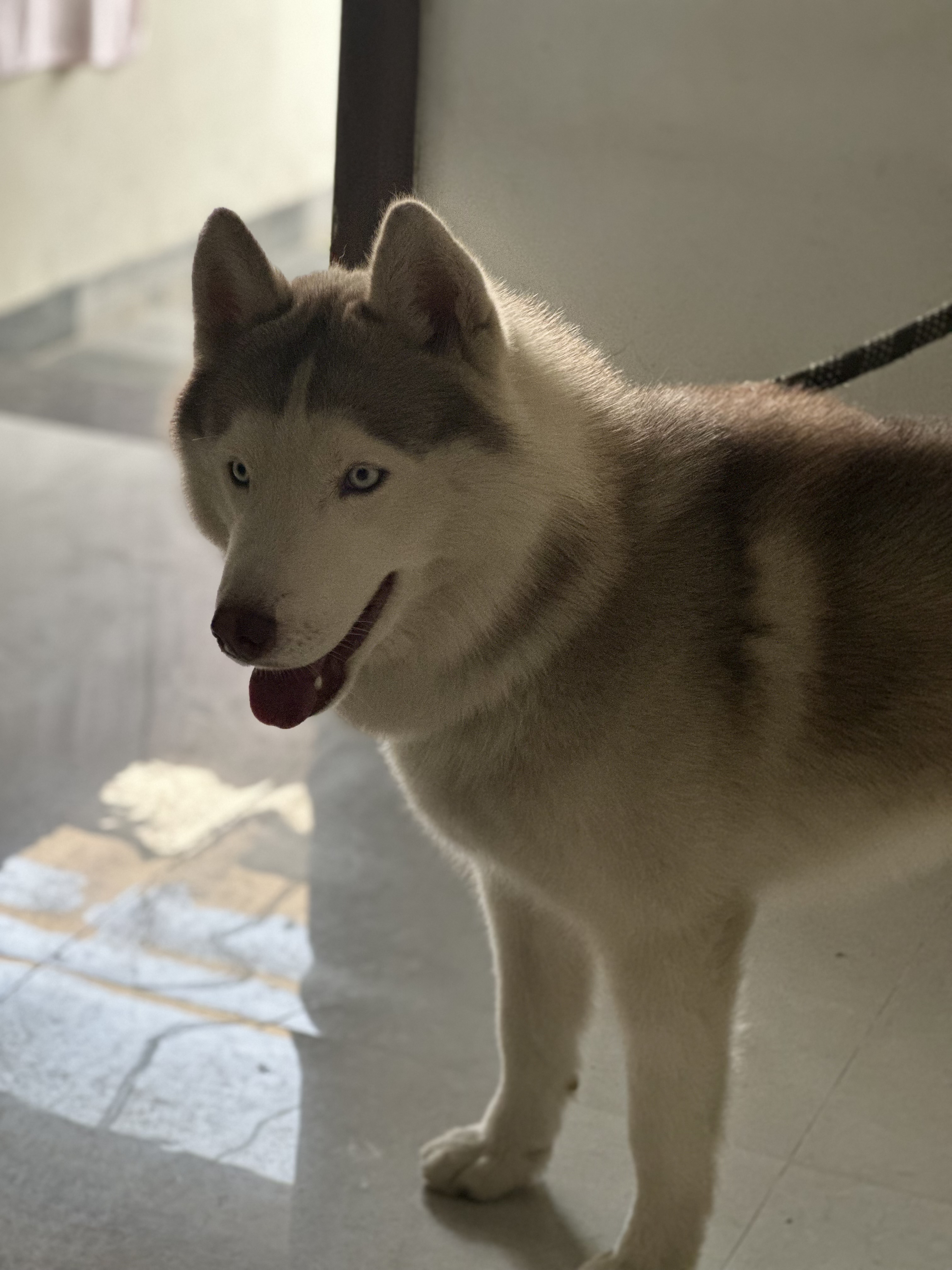 DOG FOR SALE