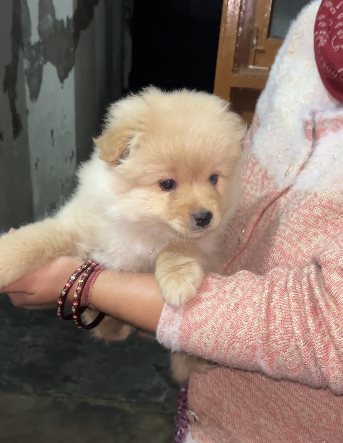 culture pomeranion