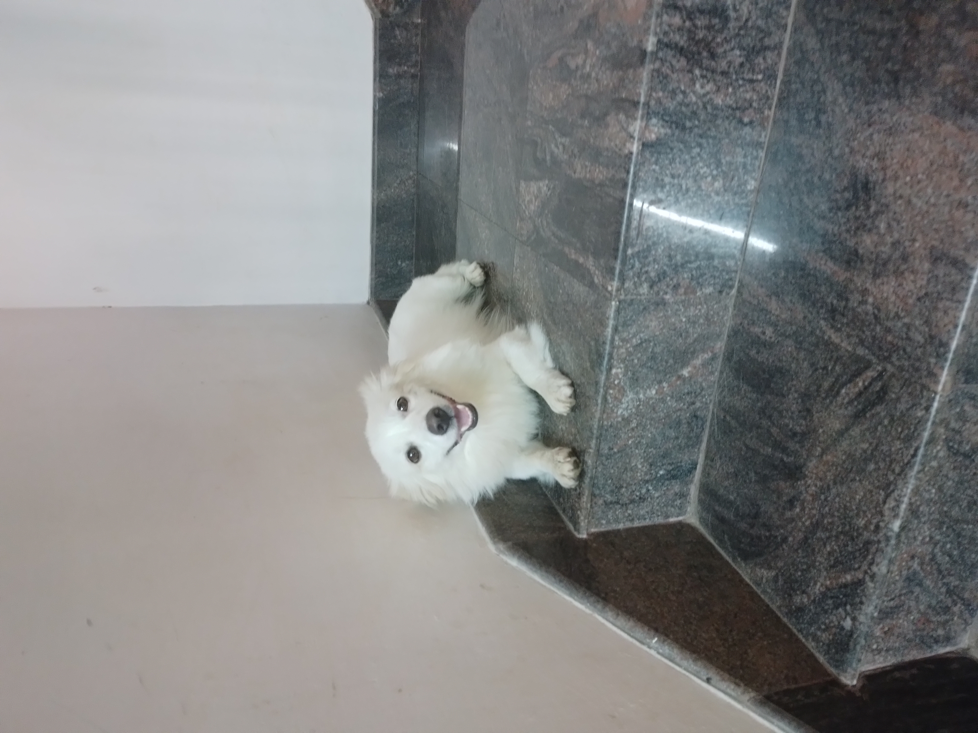 Pomeranian