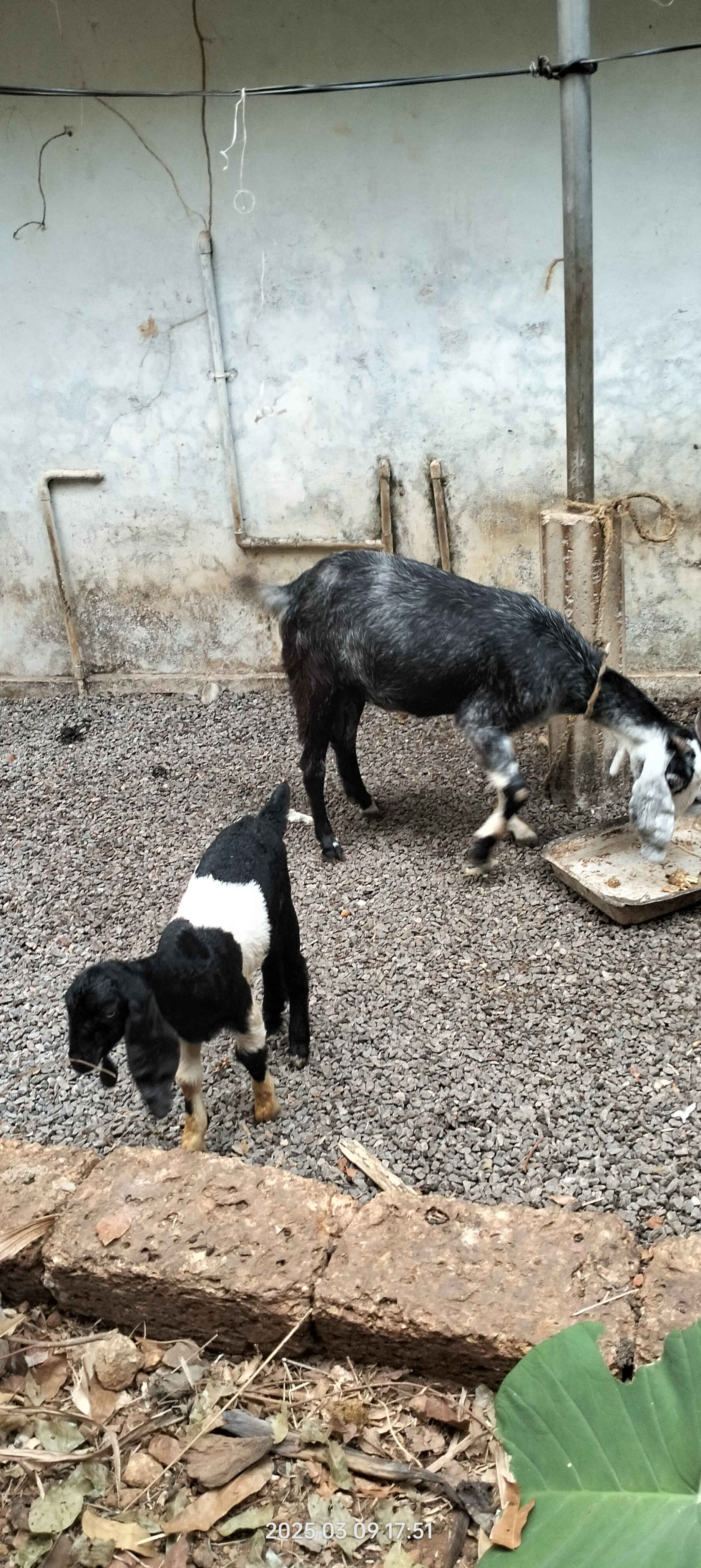 Goat for sale