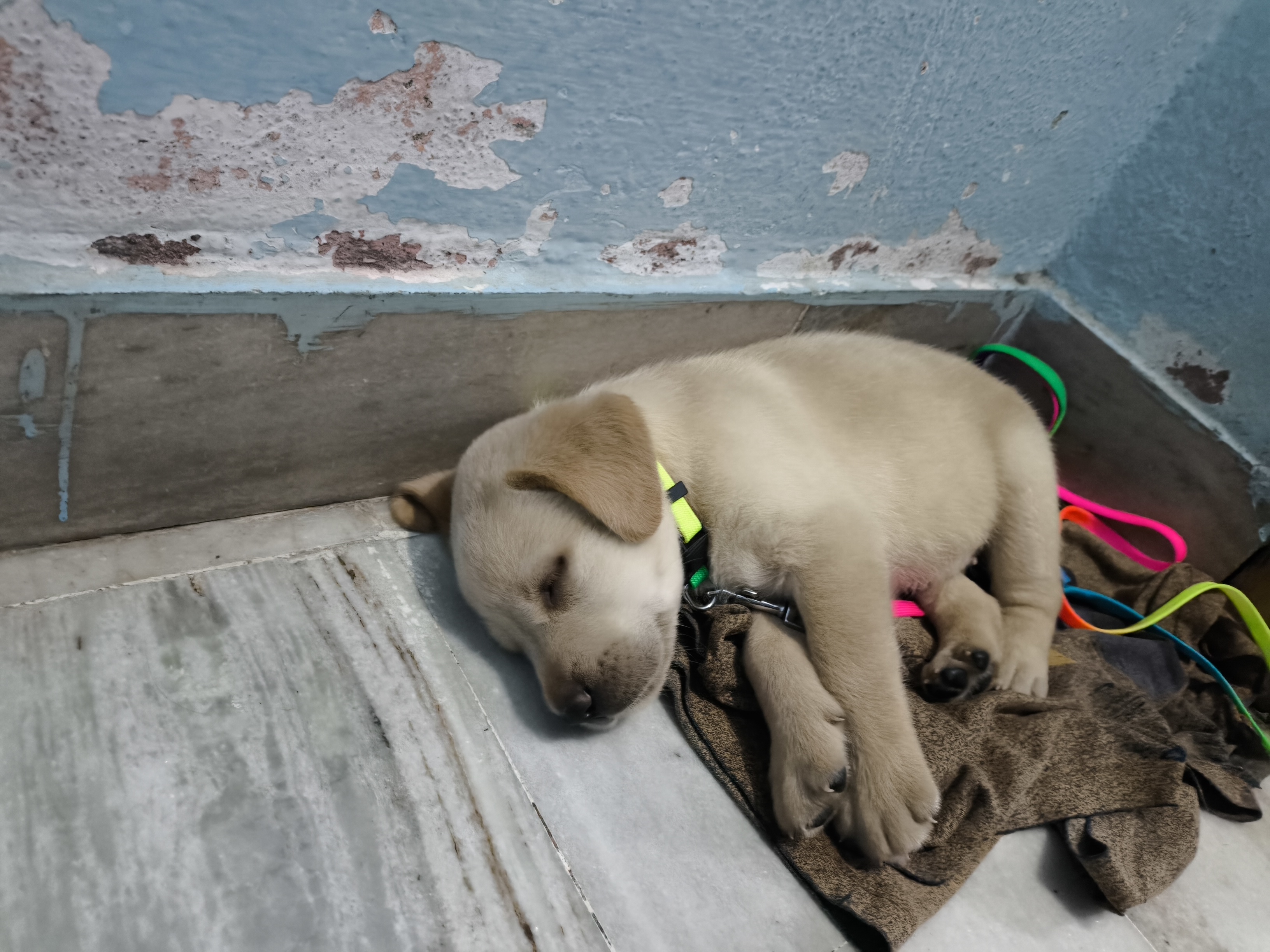 Labrador puppy