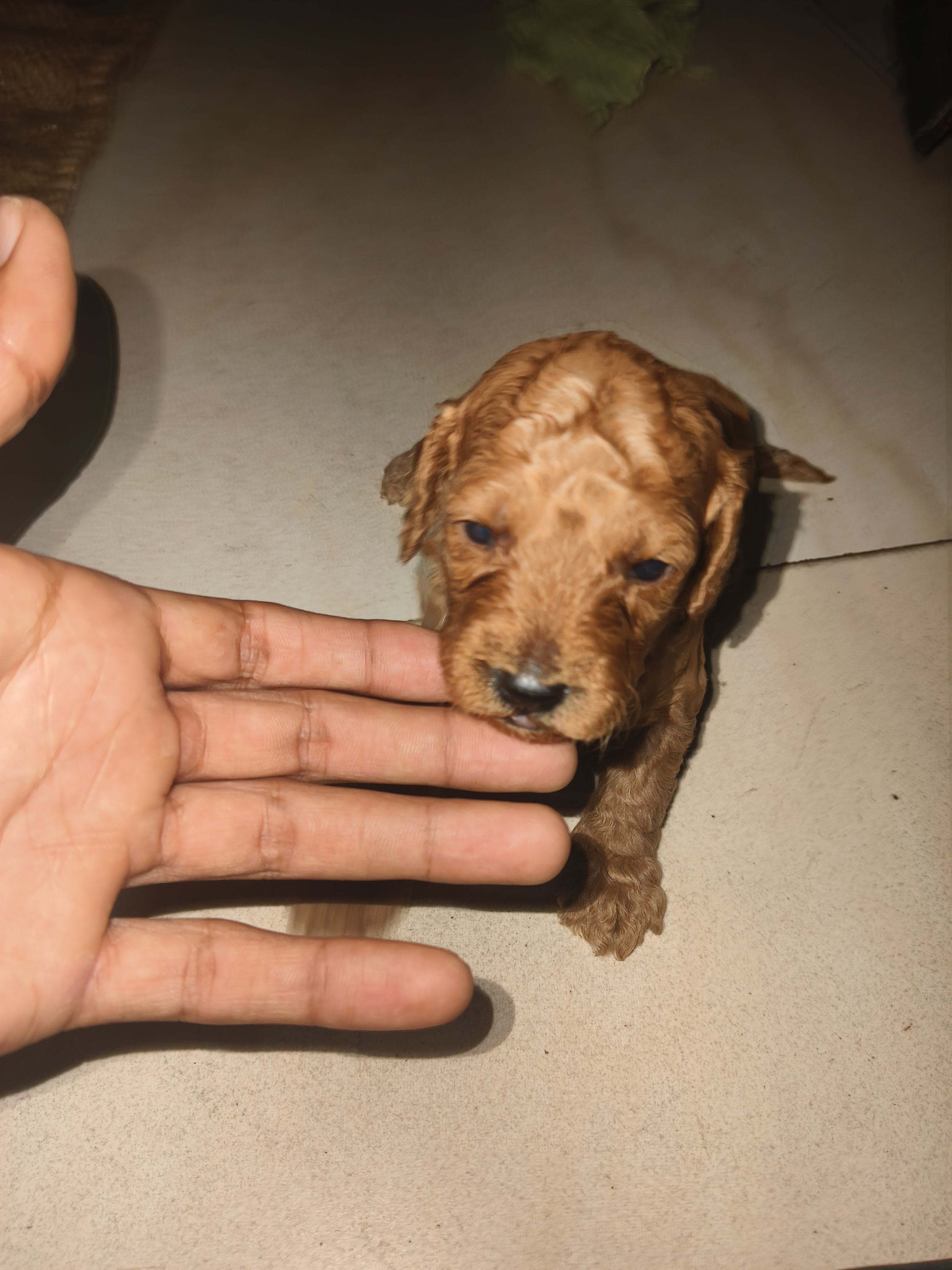 Toy poodle