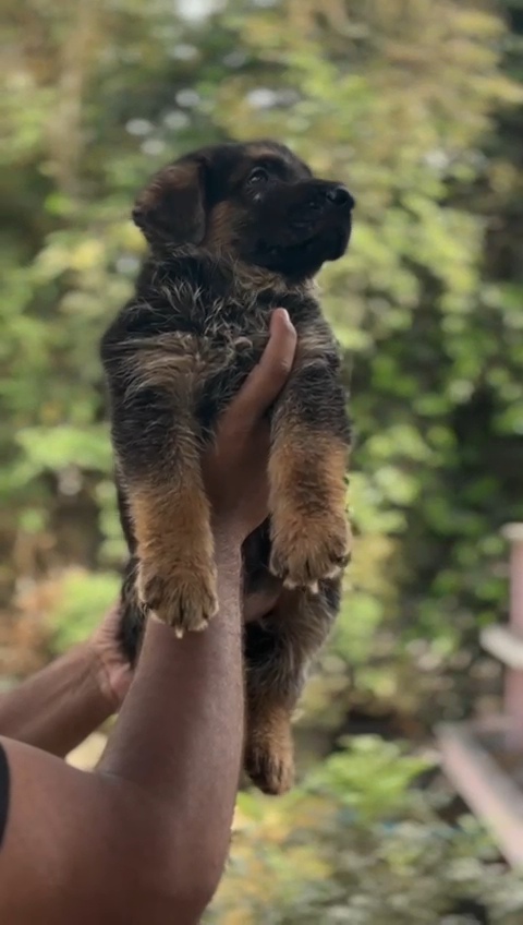 German Shepherd