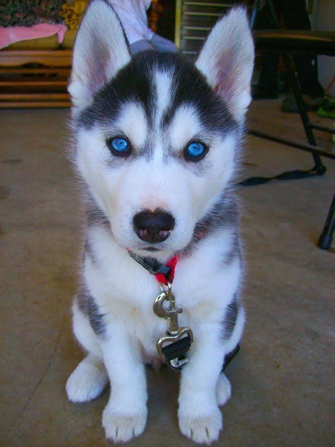 Husky puppies for sale