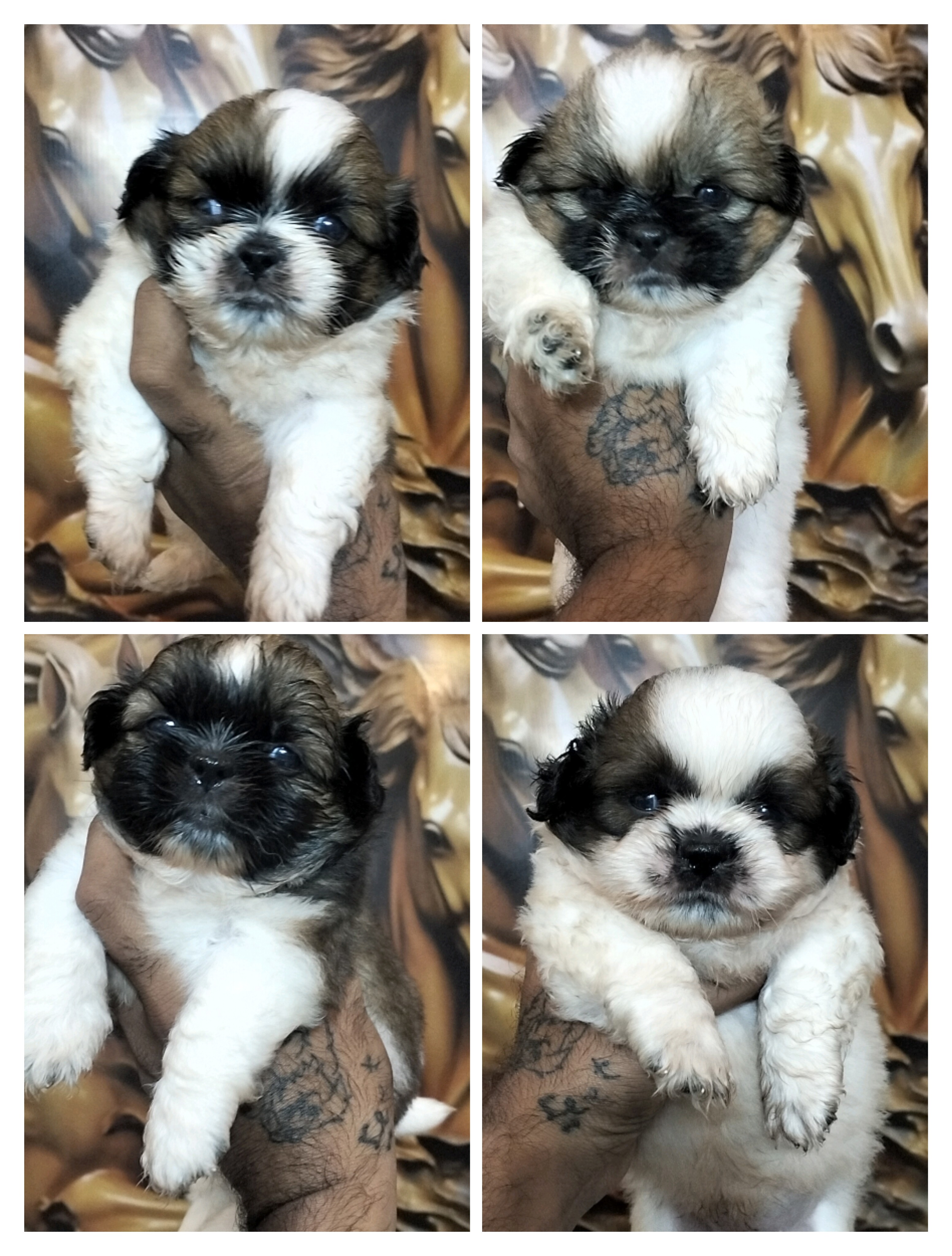 Trust Kennel ShihTzu Pups Available Here