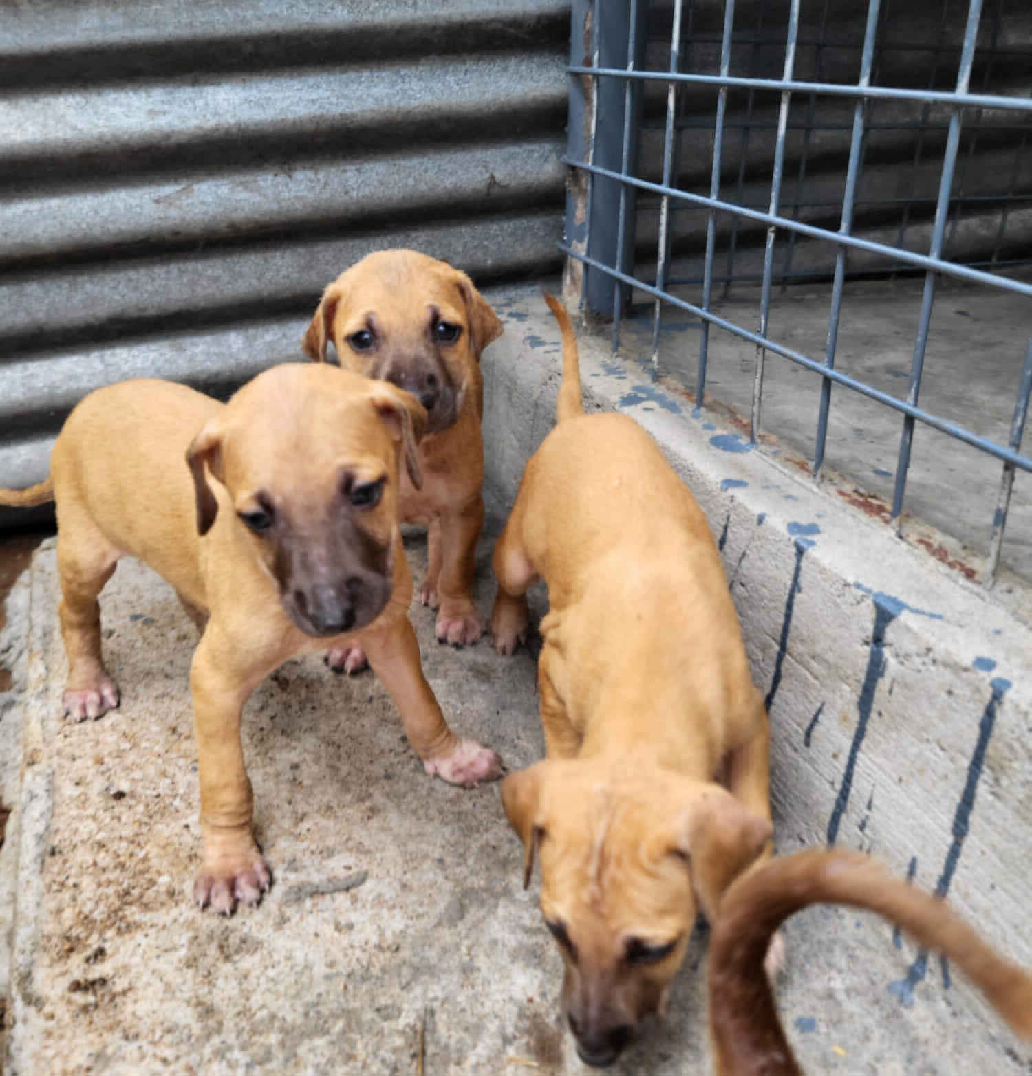 kani puppies sale