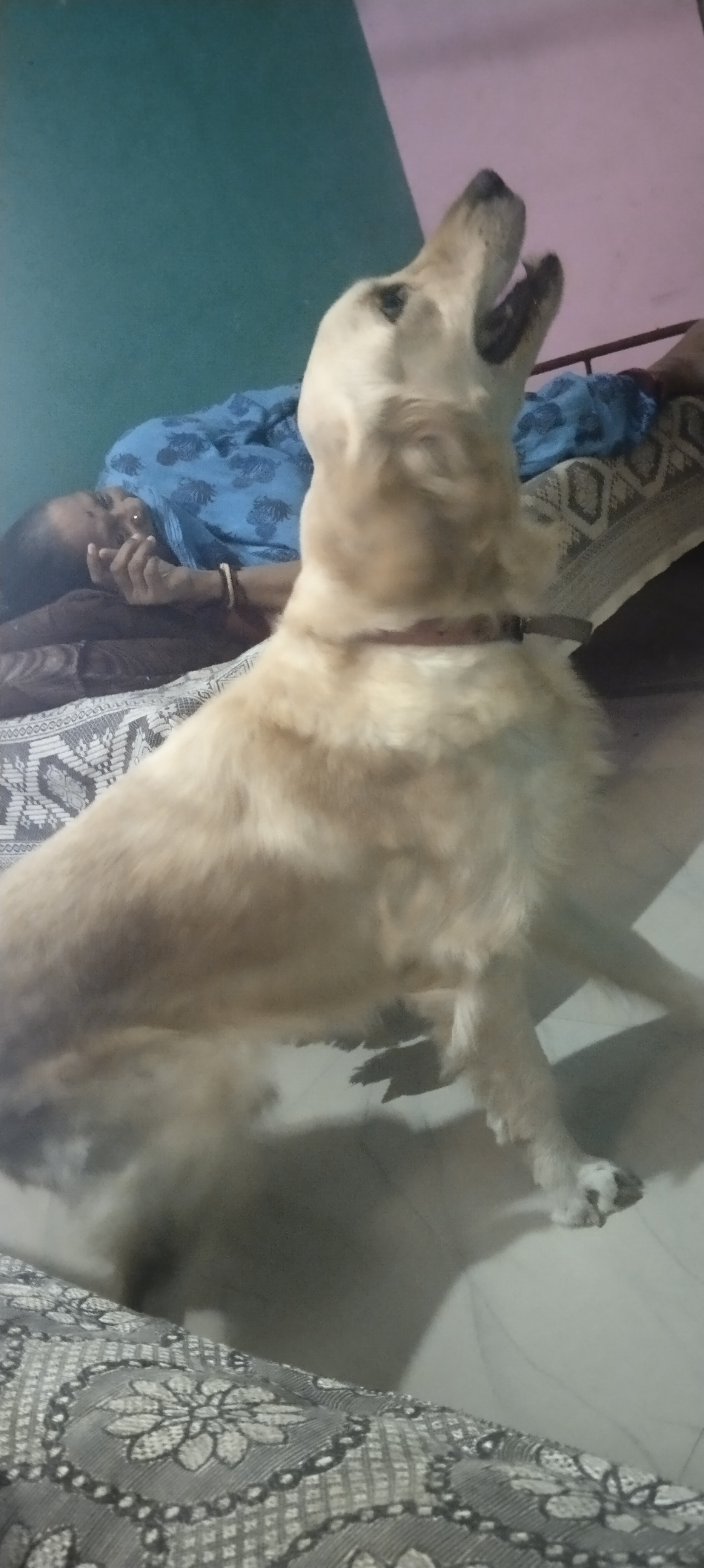 Golden retriever Female