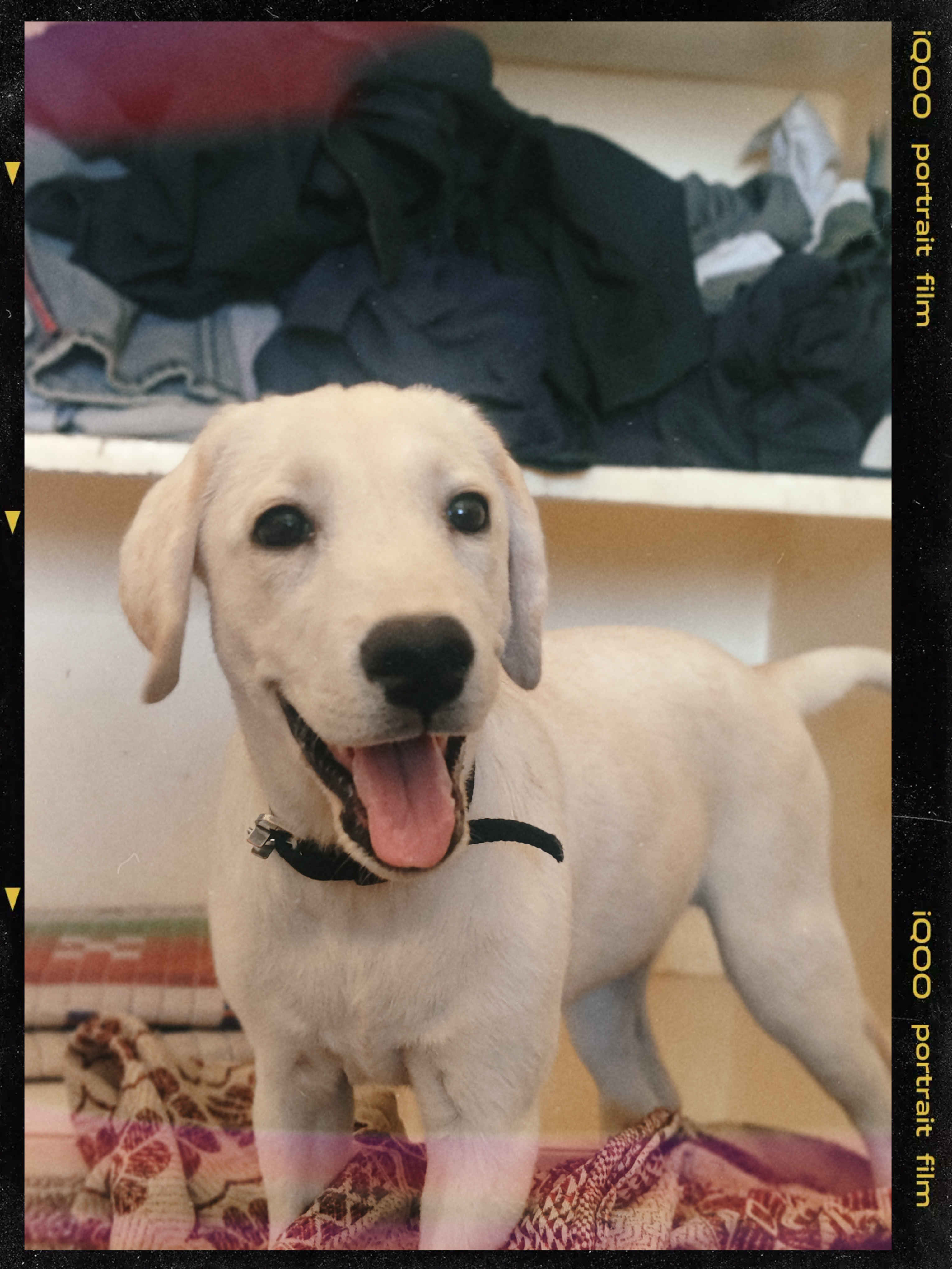 Labrador retriever