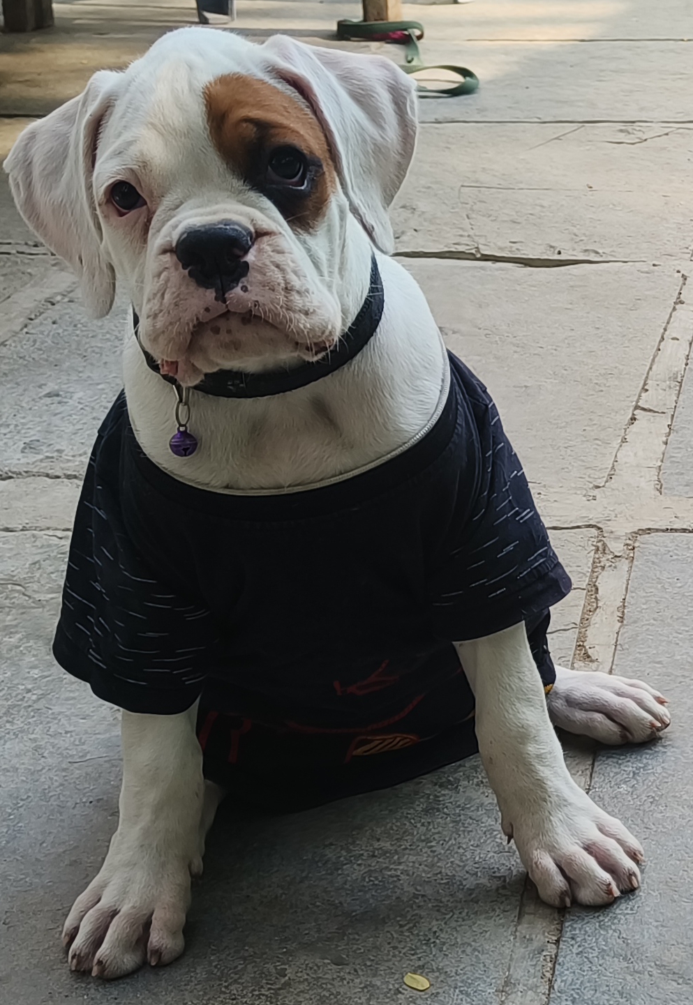 Boxer puppy