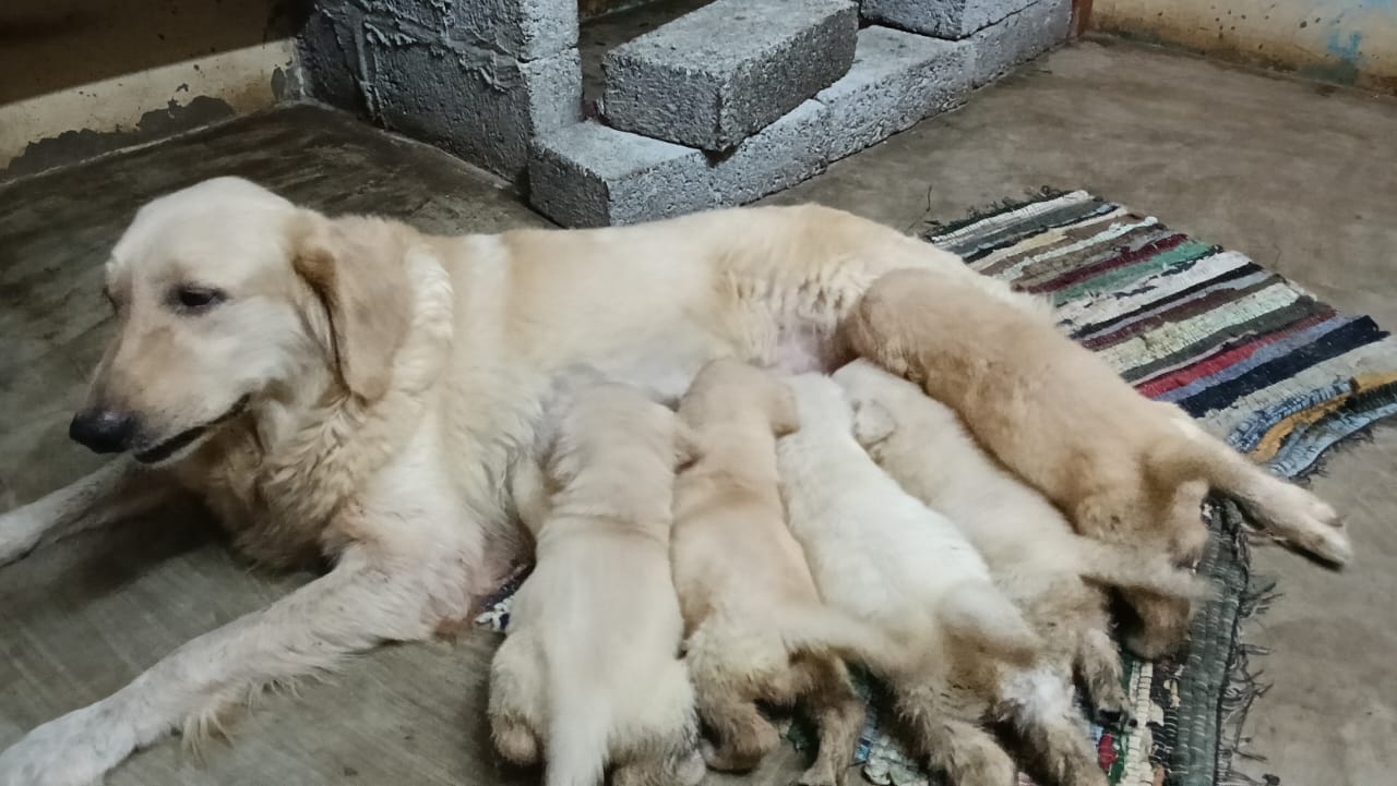 Golden retriever