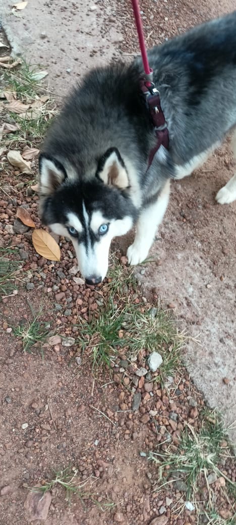 Husky 11 month female ( Blue eye)