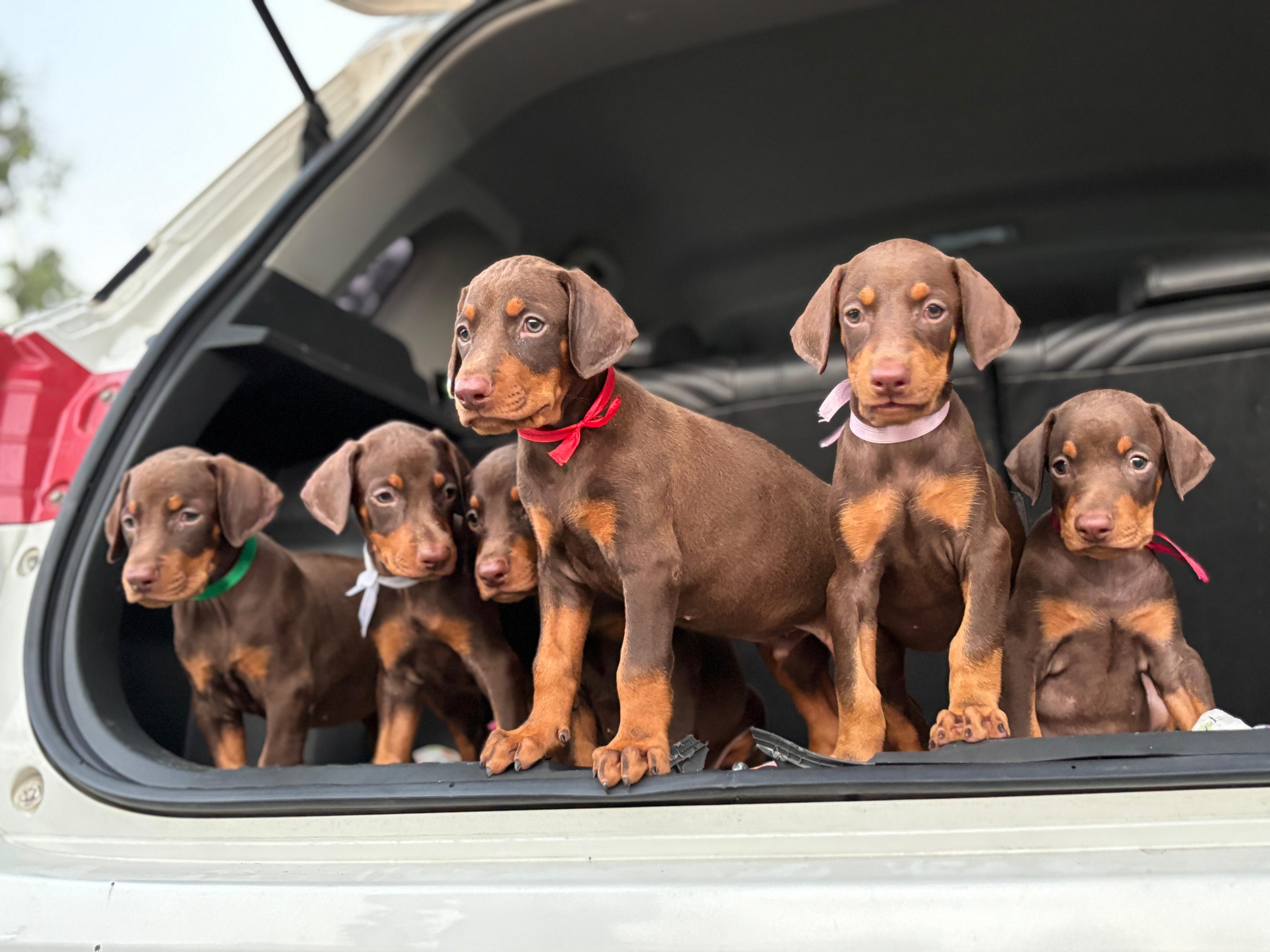 Doberman