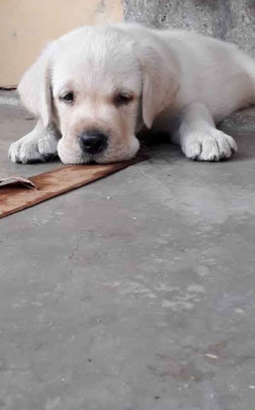 labrador Retriever