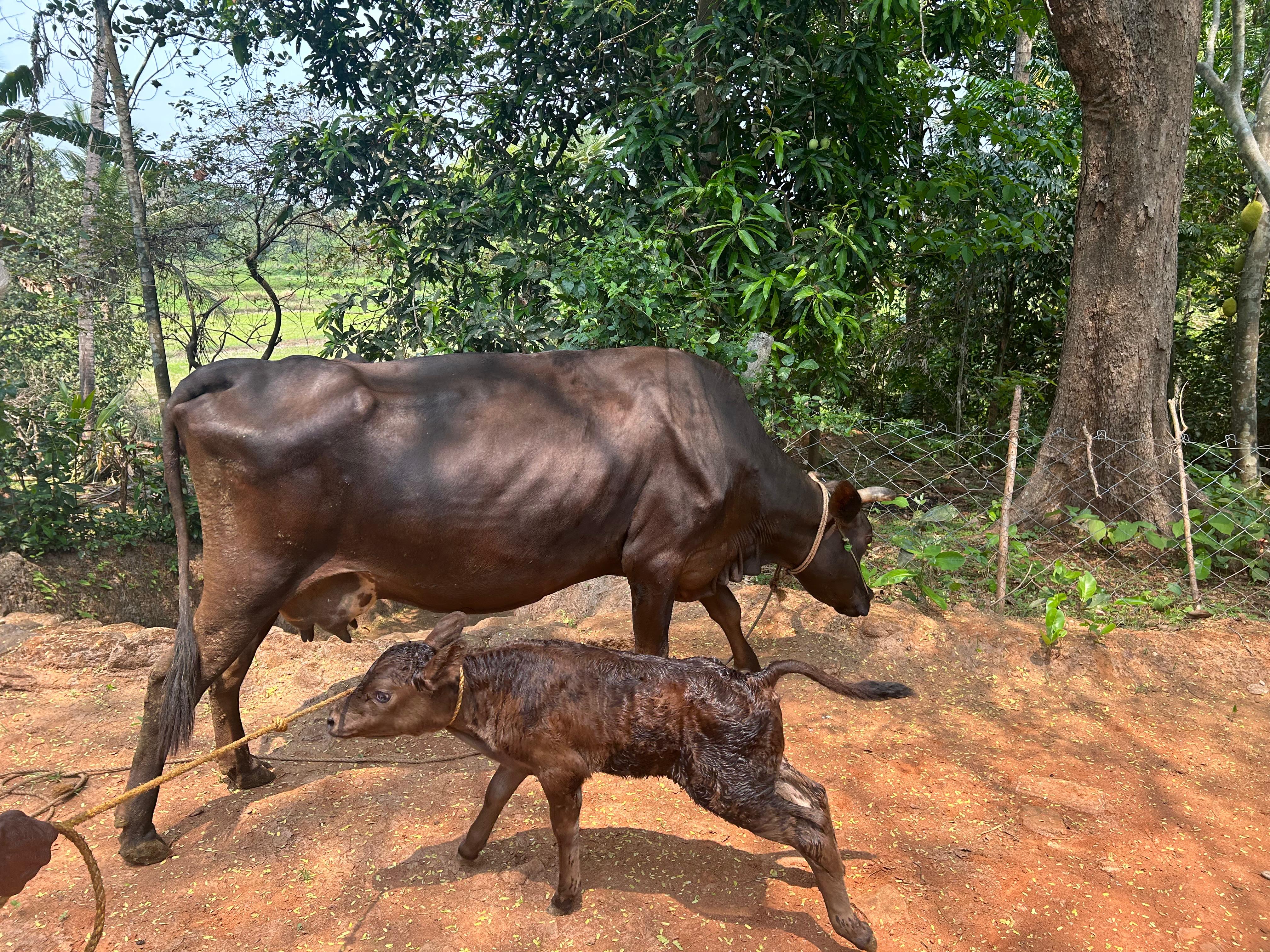 Jersey cow