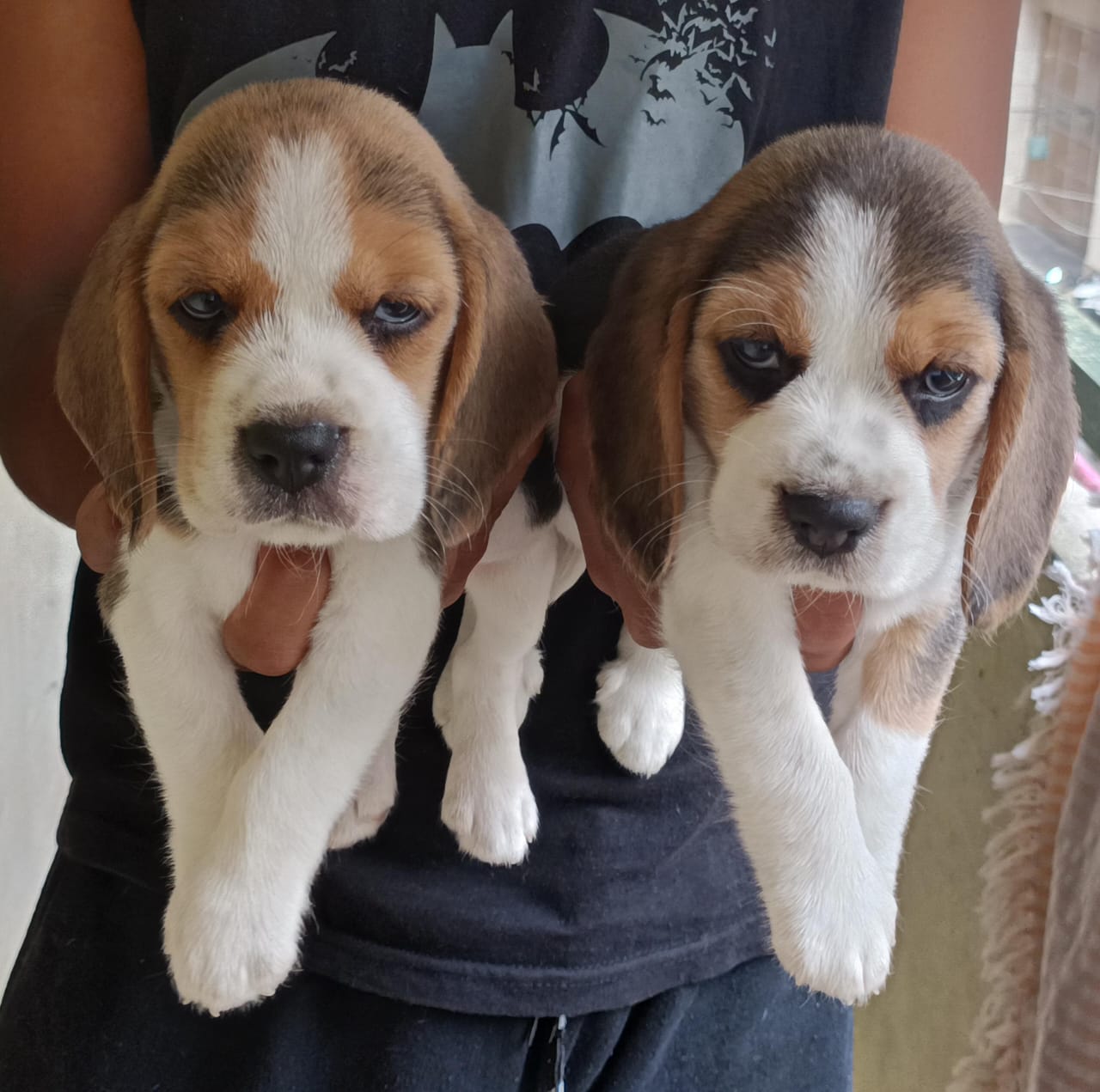 Shih Tzu puppies