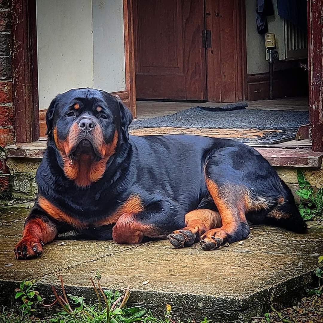 Puppy dog