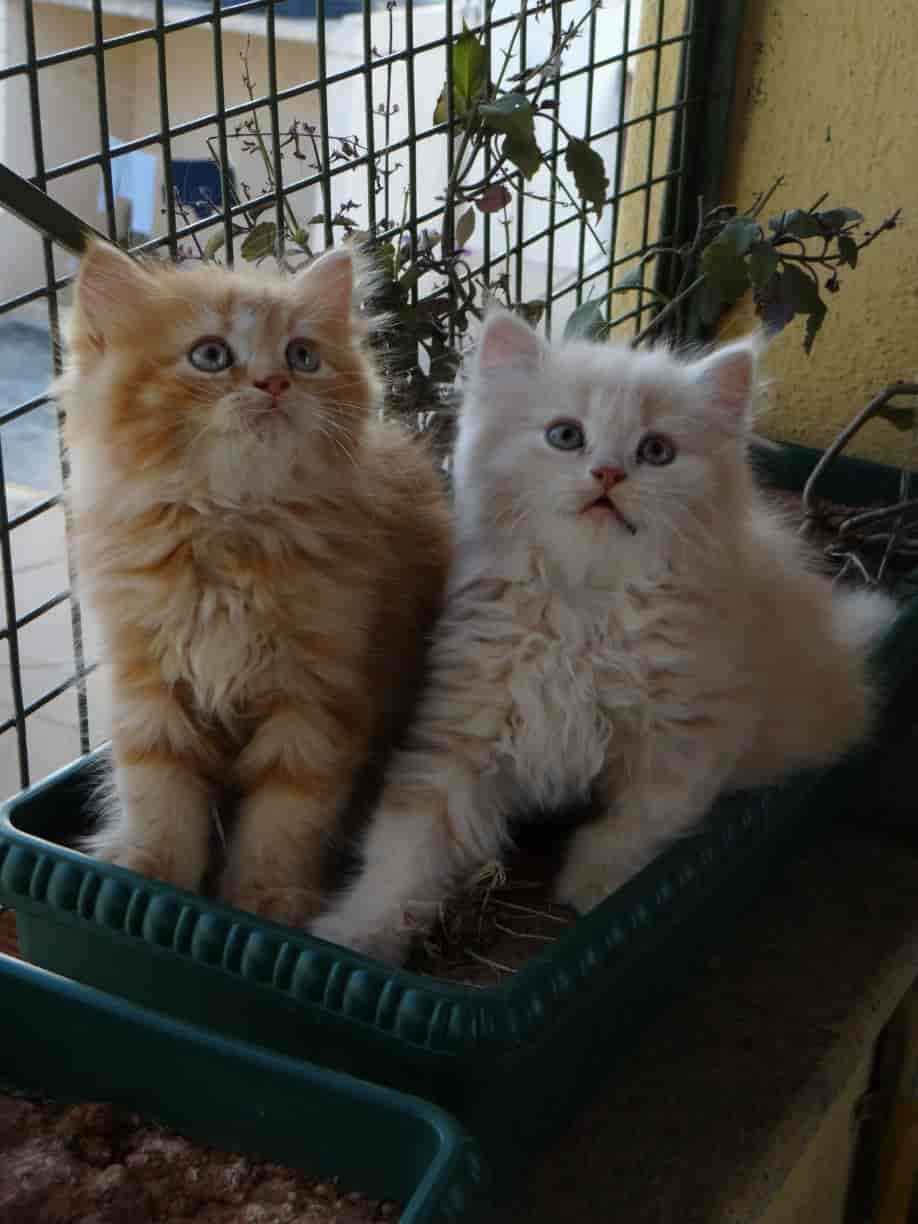 Cats Persian female male available