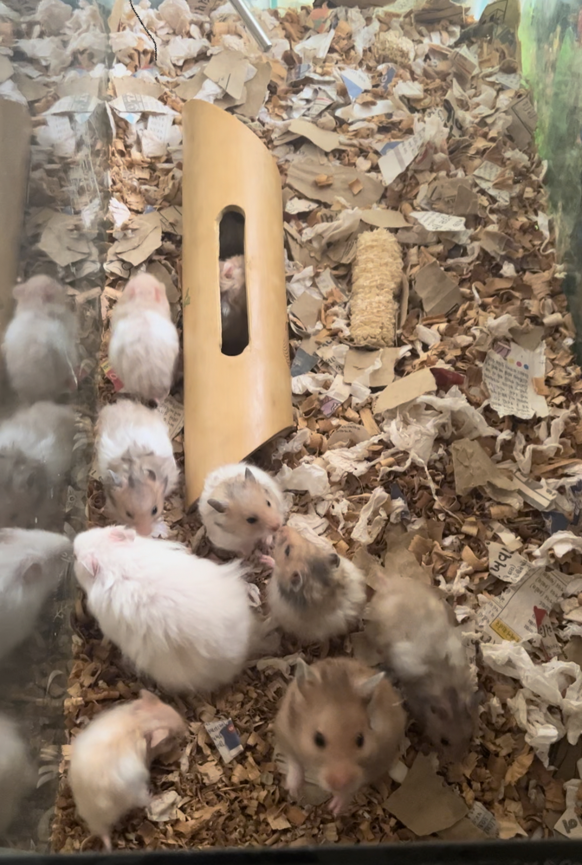 Hamsters