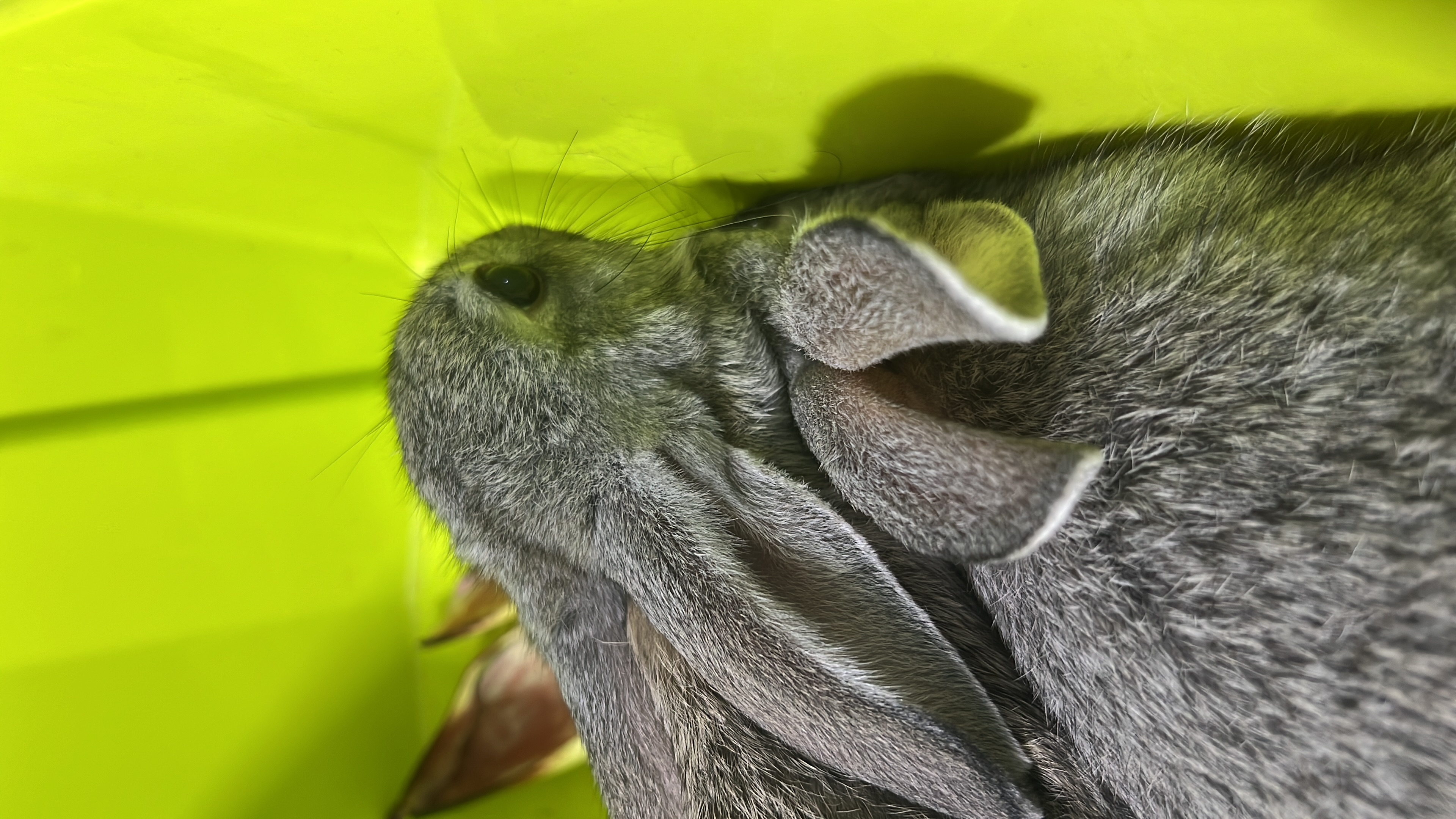 Rabbit