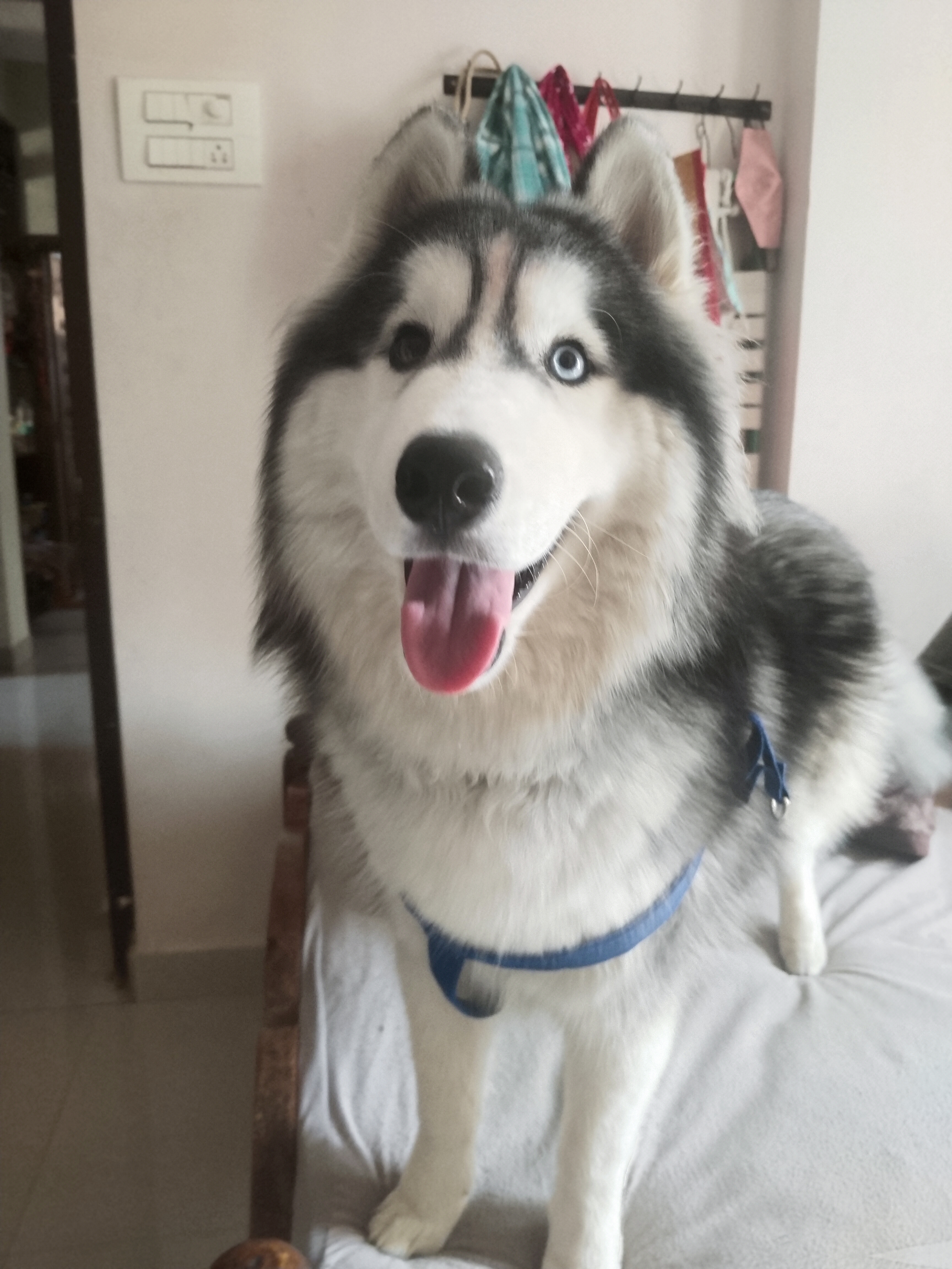 Bittu