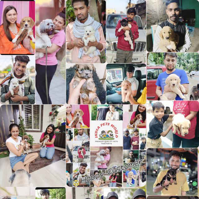 India Pets World